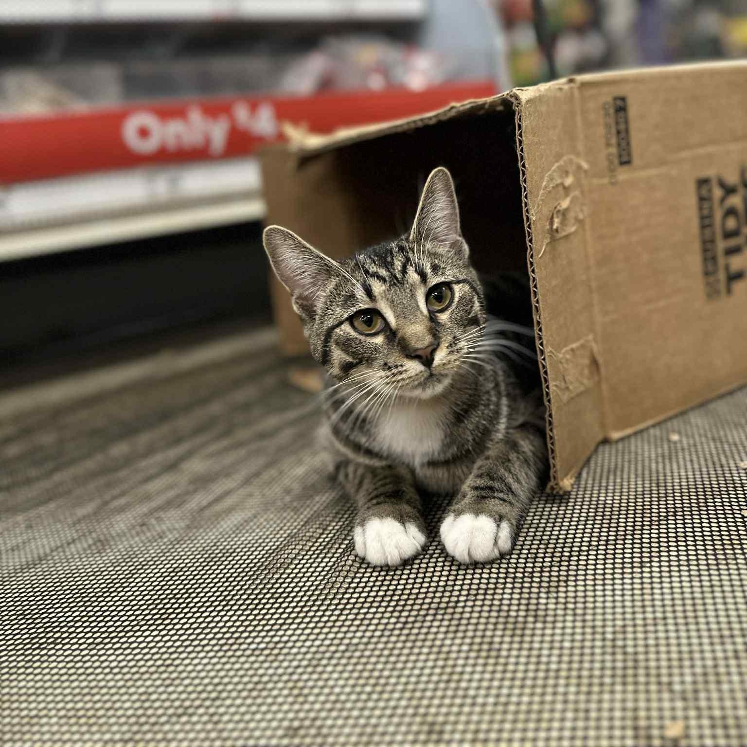 Birch, Adoptable, Young Female Domestic Short Hair.