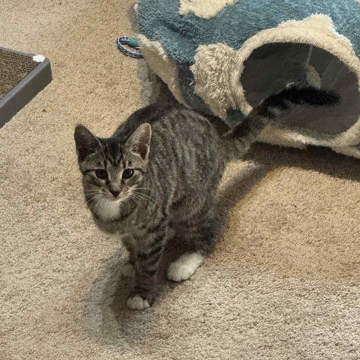 Birch, a Adoptable Domestic Short Hair in Royal Oak, MI image 4/5