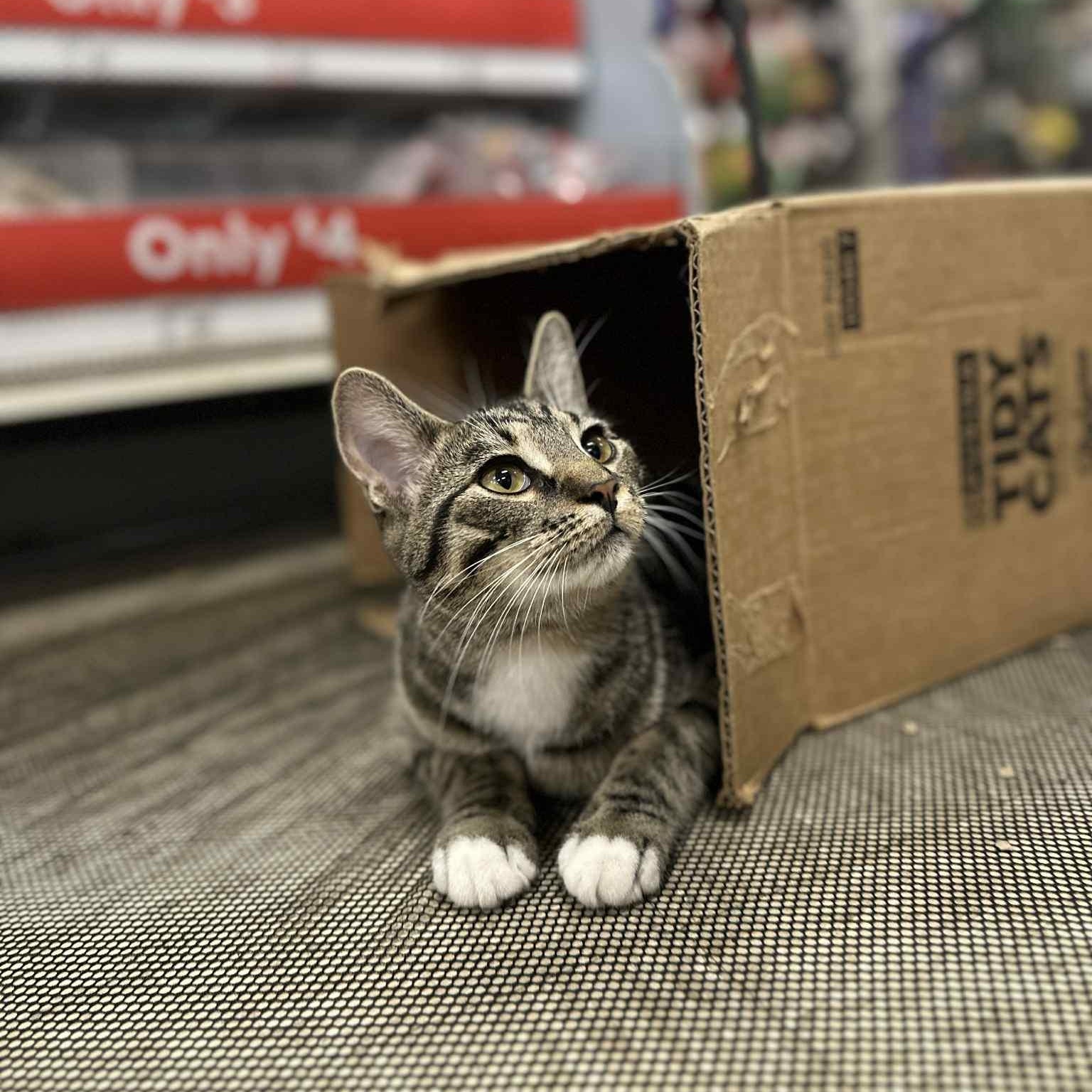 Birch, a Adoptable Domestic Short Hair in Royal Oak, MI image 2/5