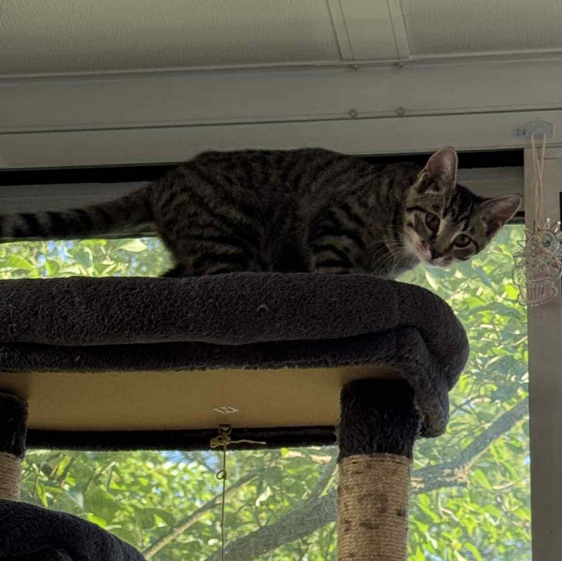 Birch, a Adoptable Domestic Short Hair in Royal Oak, MI image 5/5