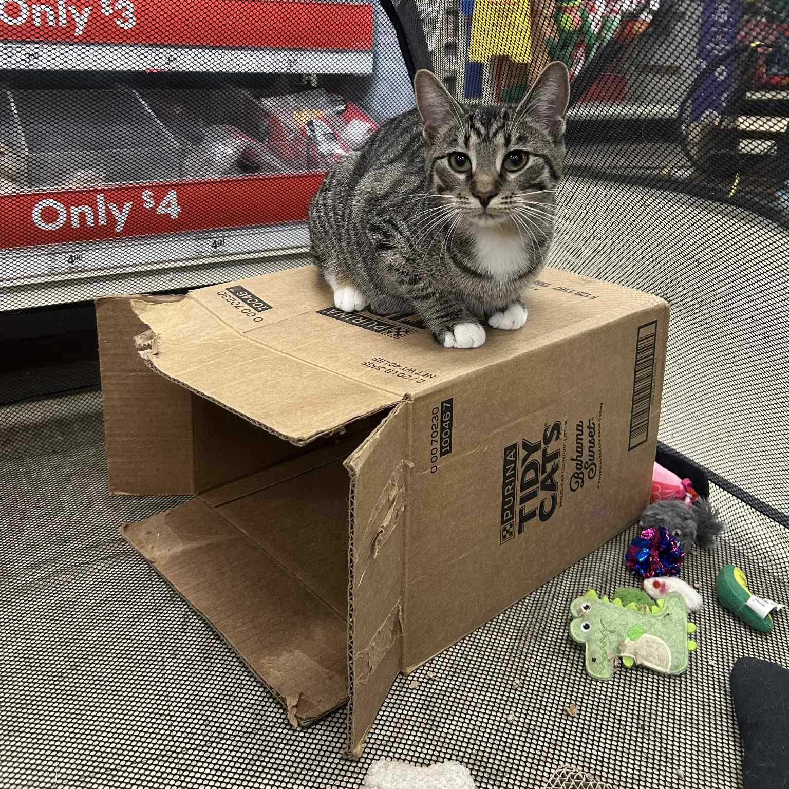 Birch, a Adoptable Domestic Short Hair in Royal Oak, MI image 3/5