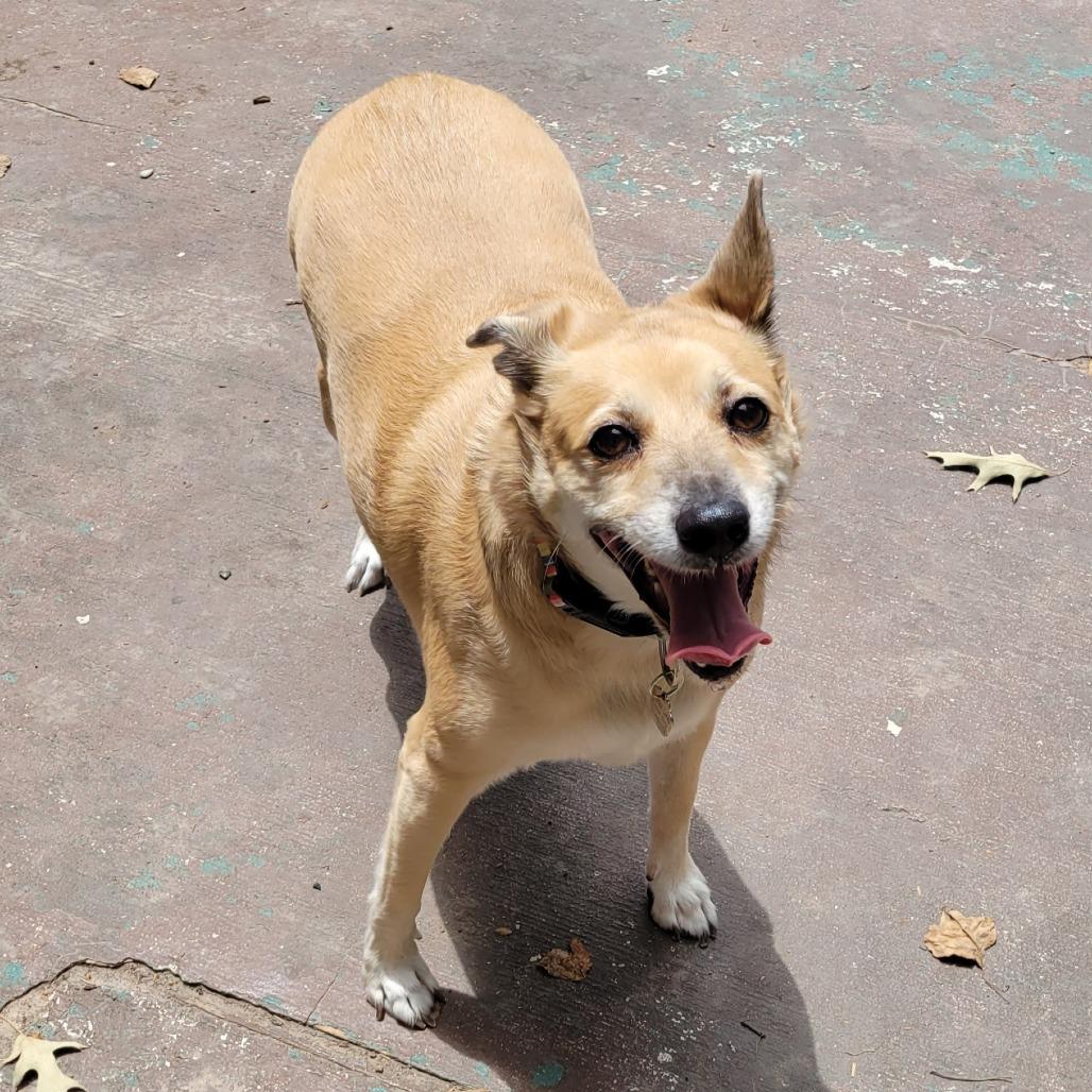 Chloe, Adoptable, Senior Female Black Mouth Cur & Mixed Breed.