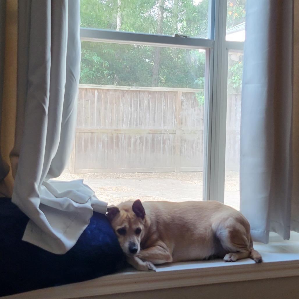 Enlarge Chloe, a Adoptable mixed breed in Houston, TX image 2/6