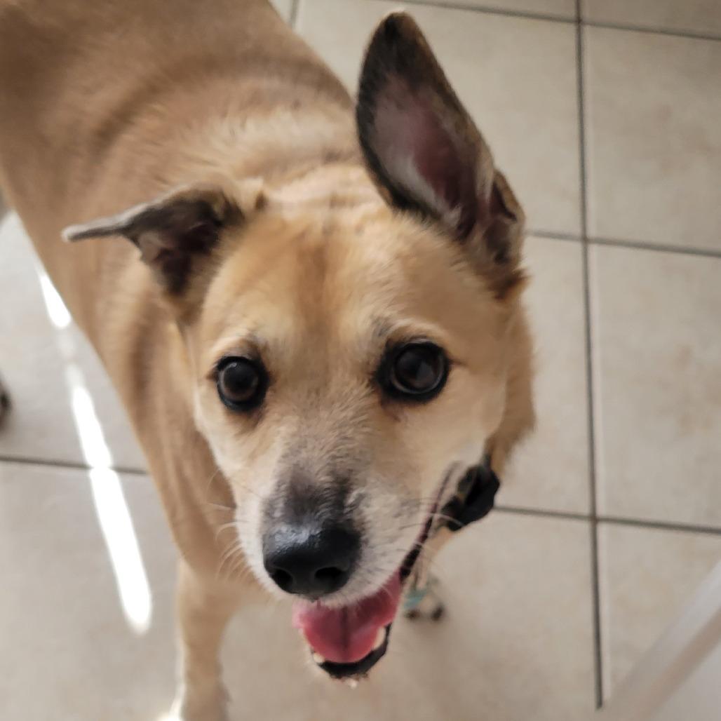 Enlarge Chloe, a Adoptable mixed breed in Houston, TX image 3/6