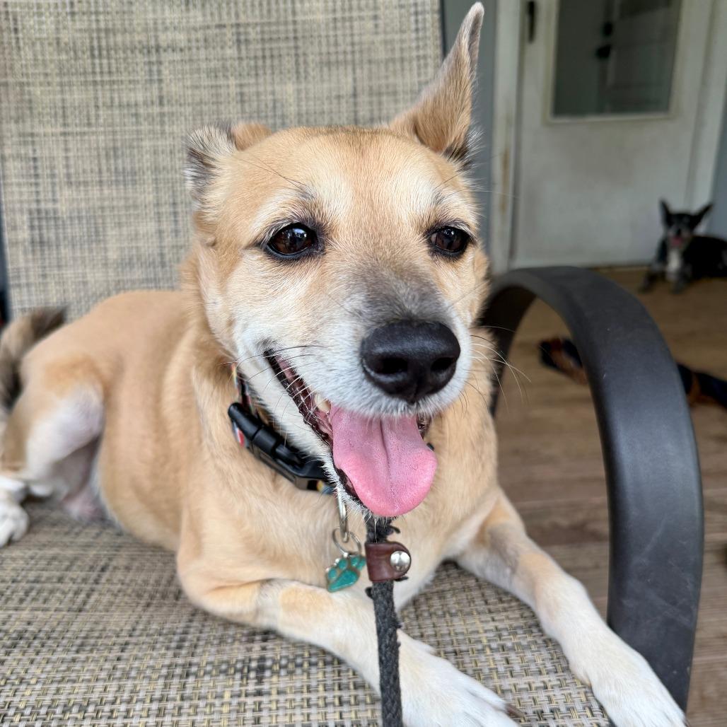 Enlarge Chloe, a Adoptable mixed breed in Houston, TX image 4/6