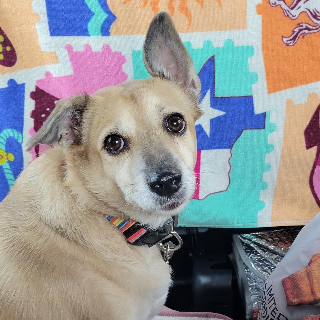 Enlarge Chloe, a Adoptable mixed breed in Houston, TX image 5/6