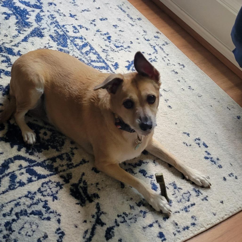 Enlarge Chloe, a Adoptable mixed breed in Houston, TX image 6/6