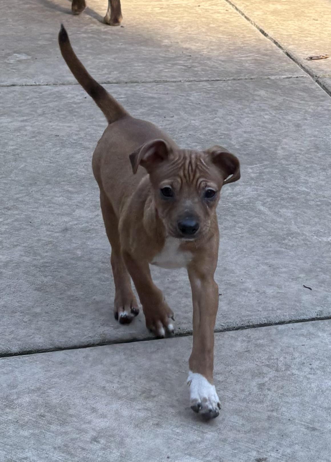 Toby, a ADOPTABLE mixed breed in Concord, CA image 3/4