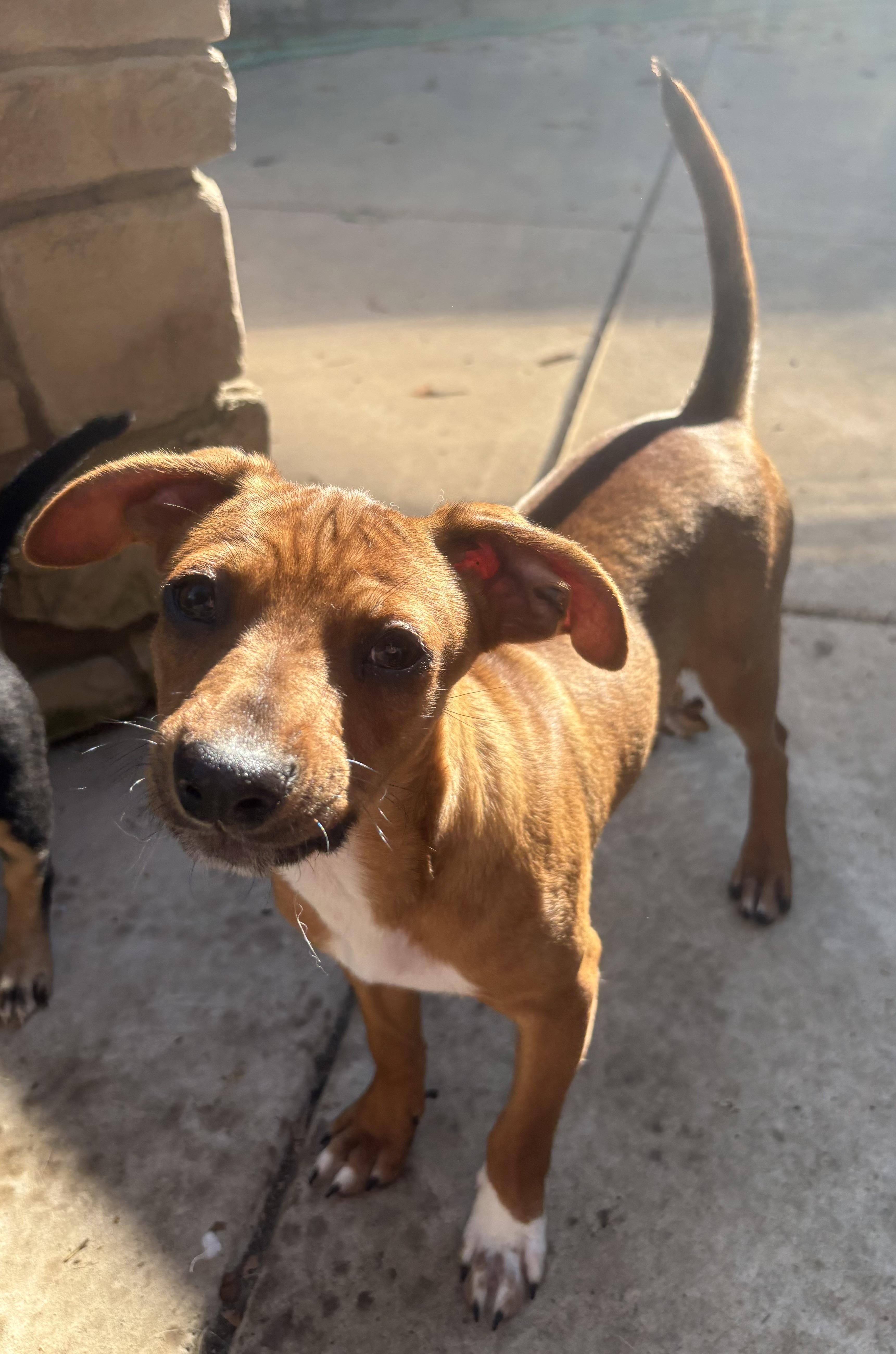 Enlarge Toby, a ADOPTABLE mixed breed in Concord, CA image 4/4