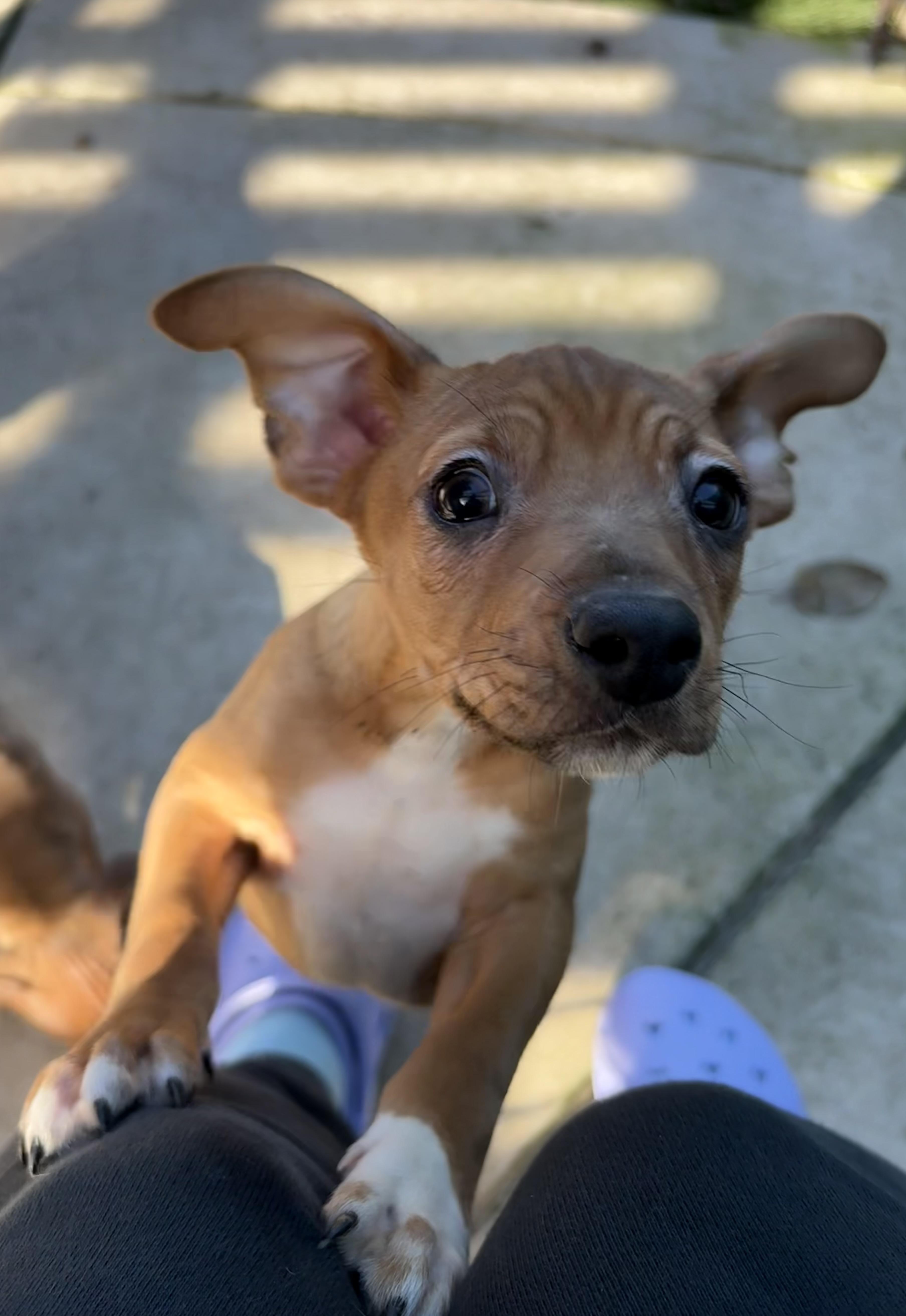 Toby, a ADOPTABLE mixed breed in Concord, CA image 1/4