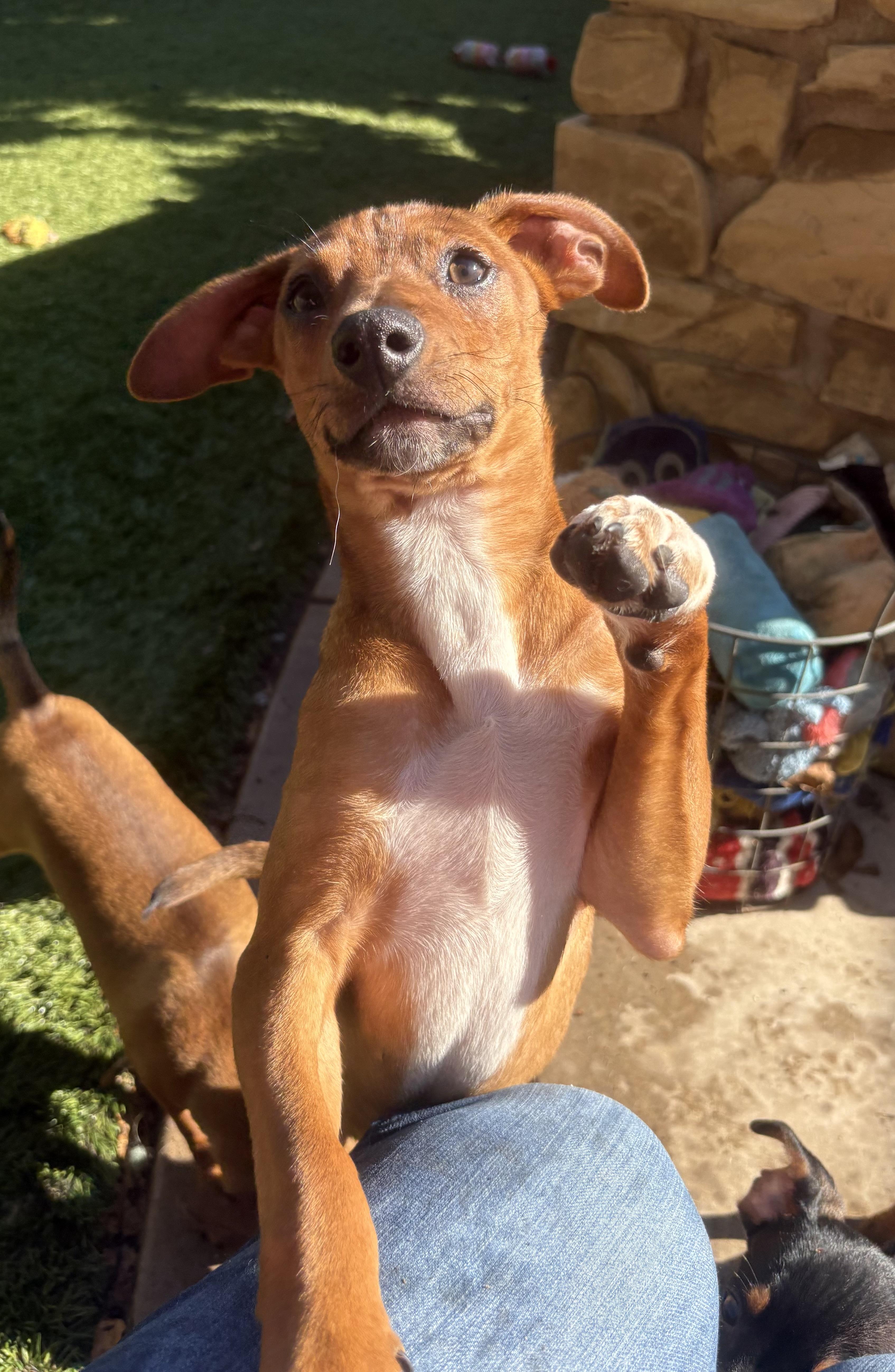 Enlarge Toby, a ADOPTABLE mixed breed in Concord, CA image 1/4