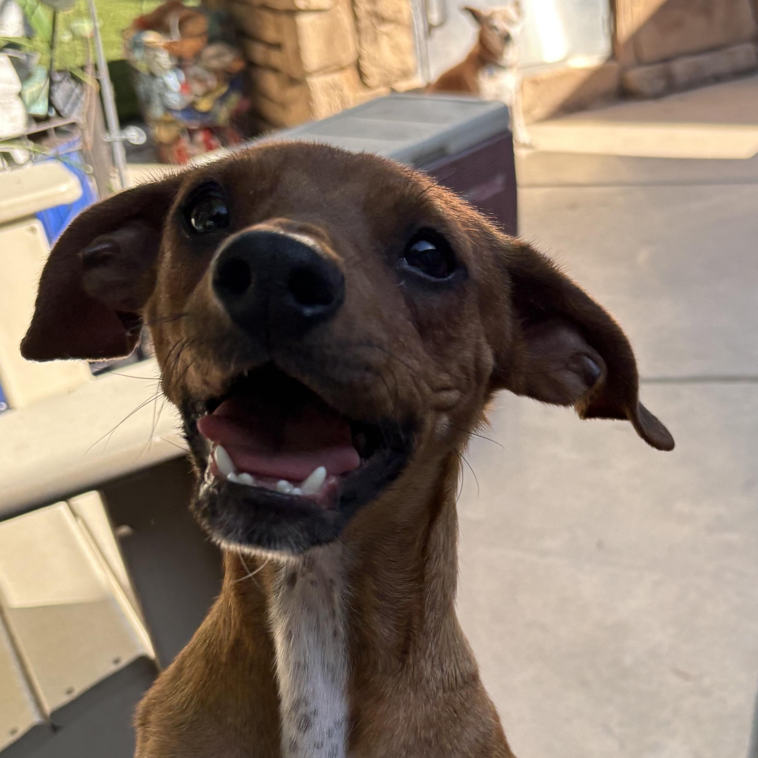 Enlarge Toby, an adoptable mixed breed in Concord, CA image 4/5