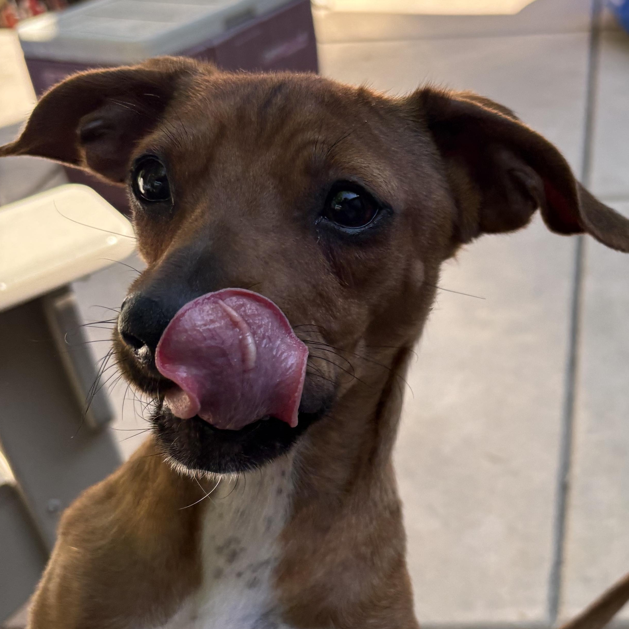Enlarge Toby, an adoptable mixed breed in Concord, CA image 3/5