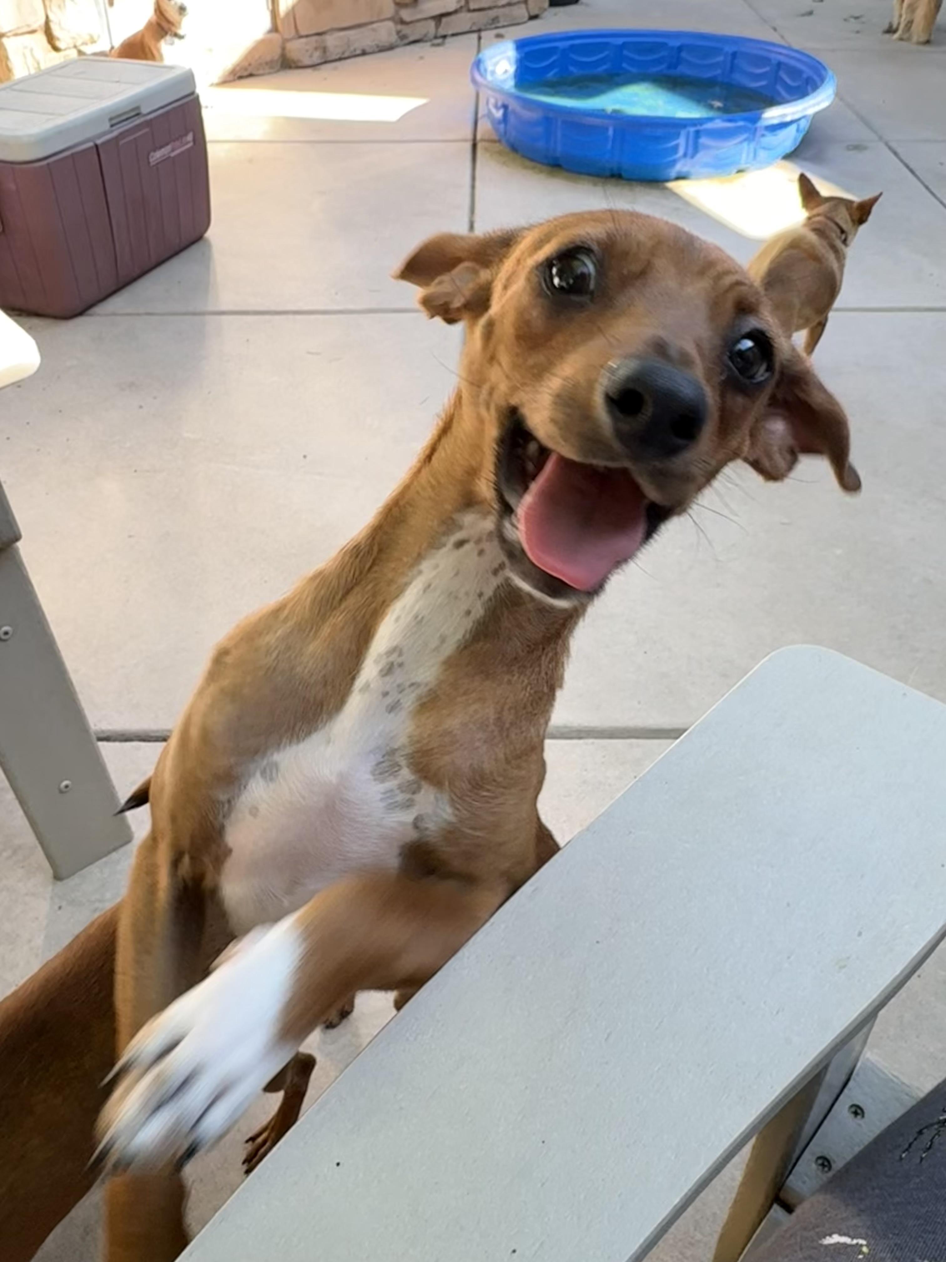 Enlarge Toby, an adoptable mixed breed in Concord, CA image 5/5
