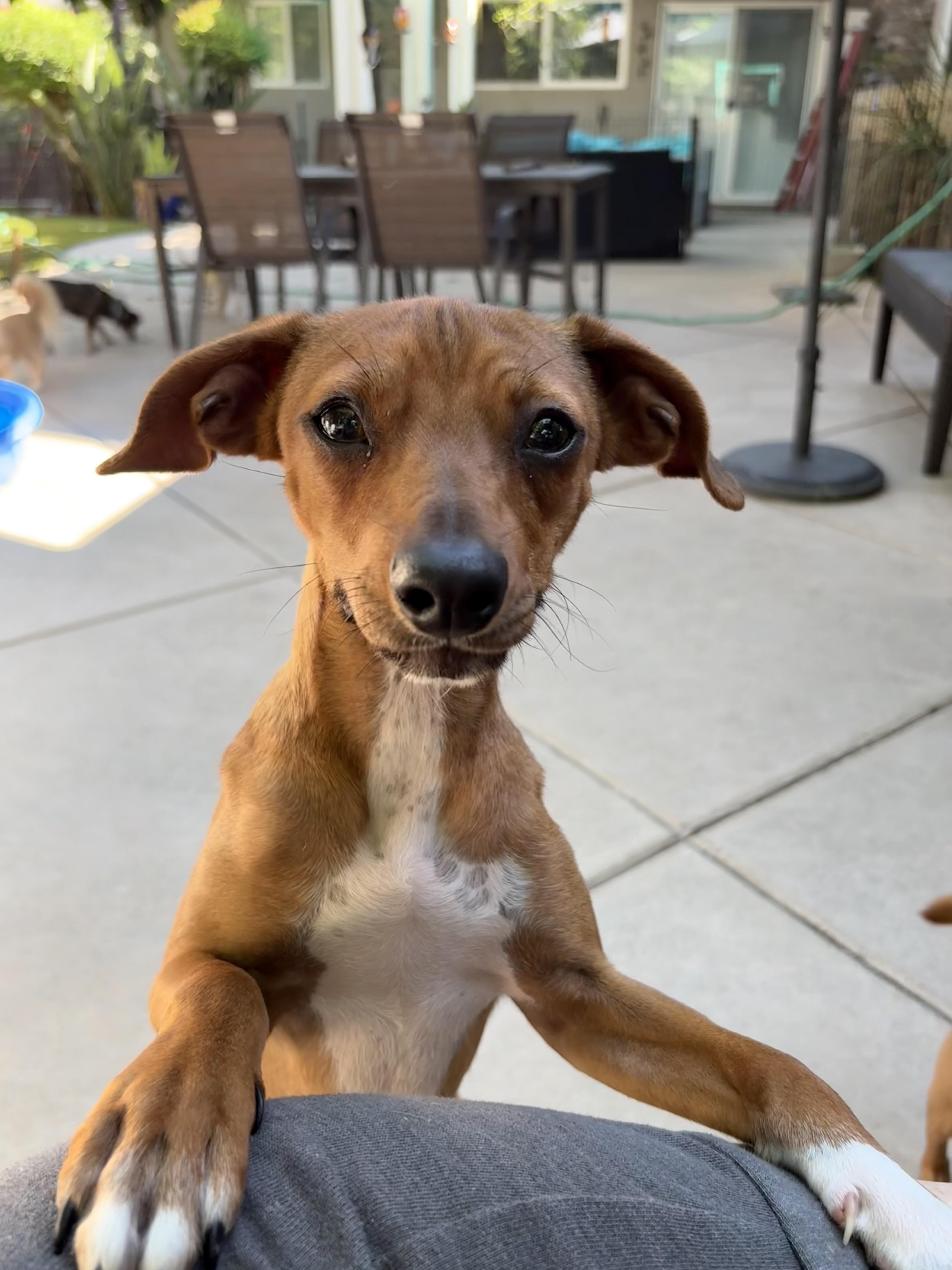 Toby, adoptable, Young Male Chihuahua.