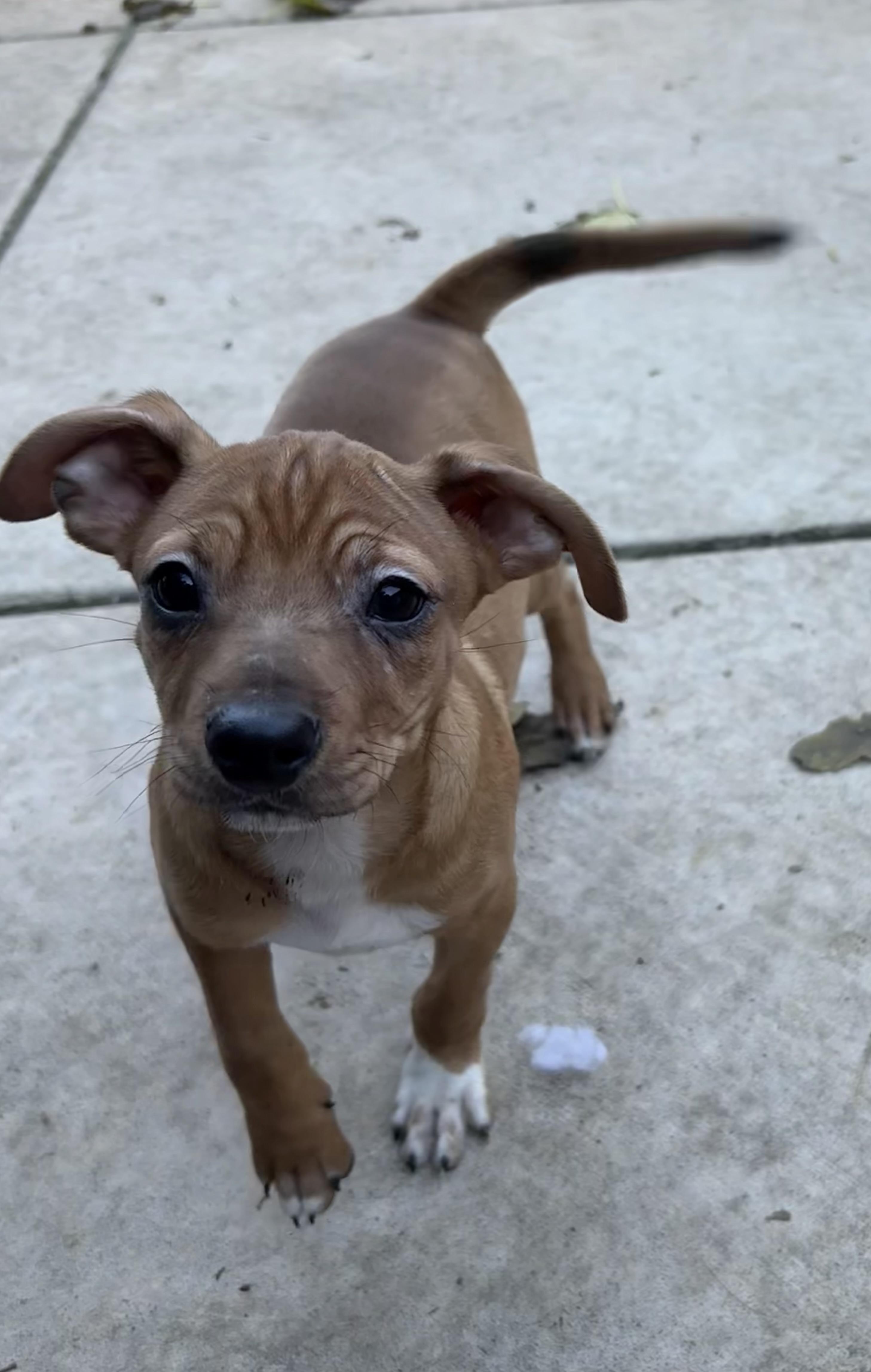 Toby, a ADOPTABLE mixed breed in Concord, CA image 4/4