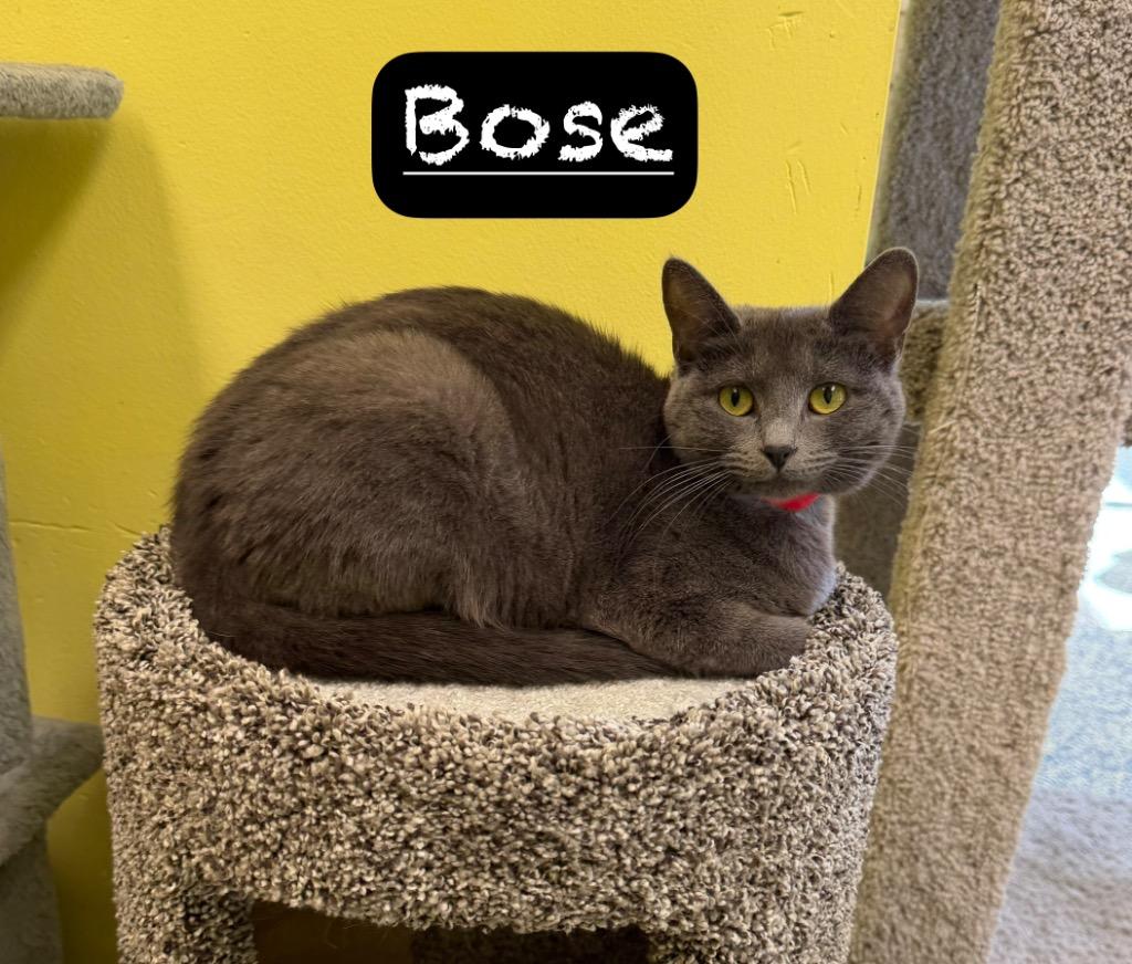 Bose, Adoptable, Kitten Female Domestic Short Hair.