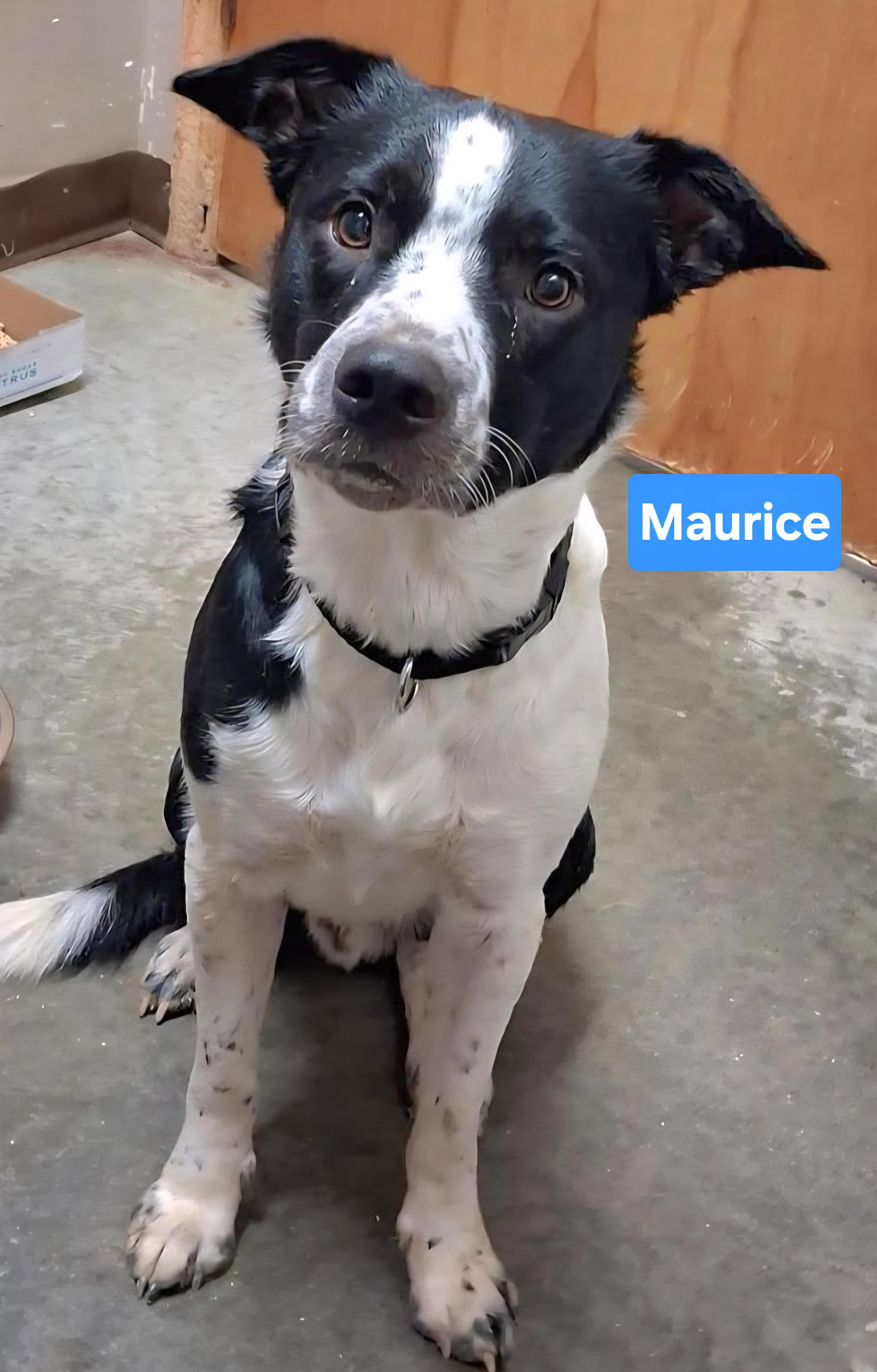 Maurice, Adopted, Young Male Border Collie.