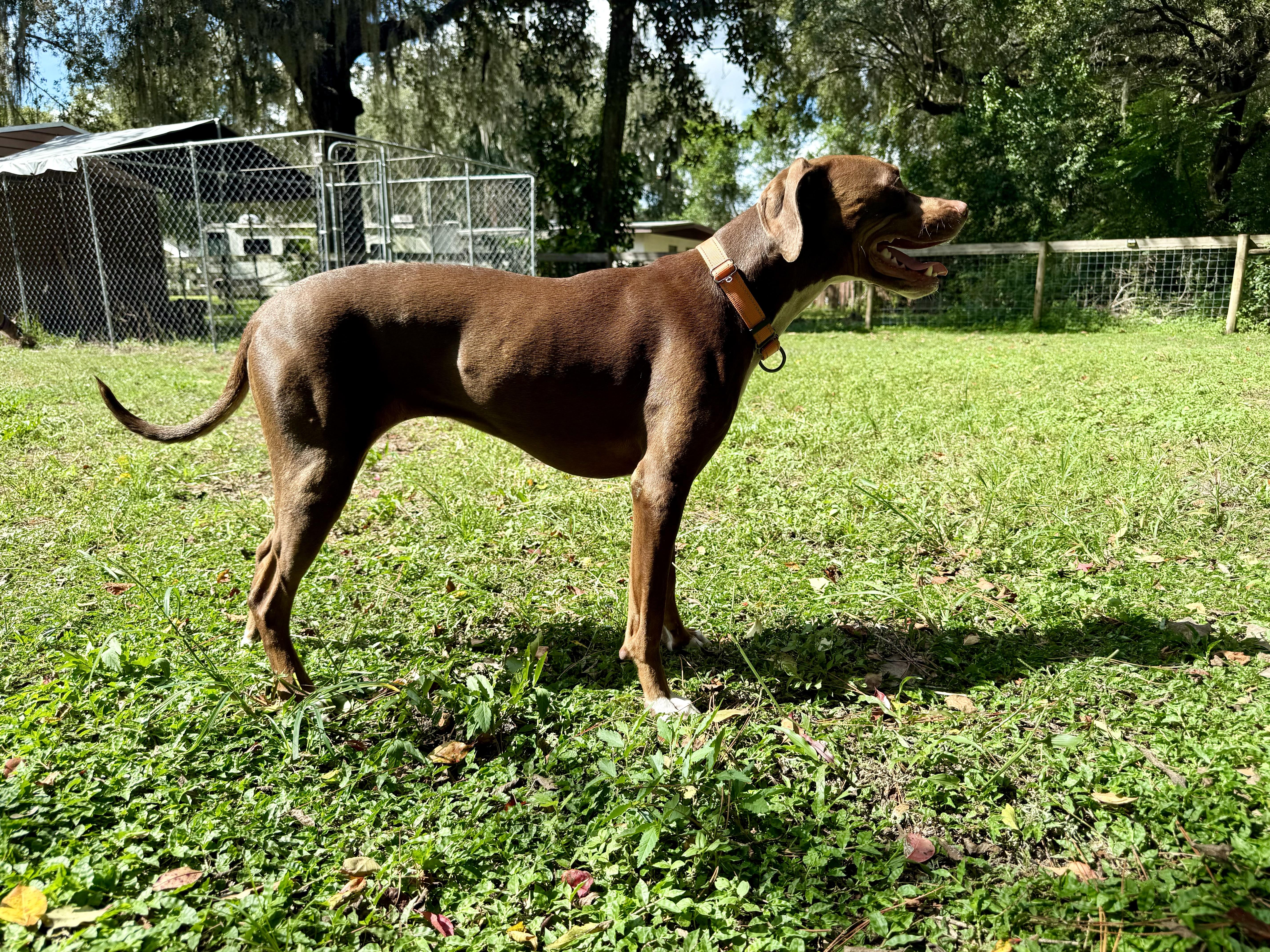 Daisy, a Adoptable mixed breed in Wildwood, FL image 4/5
