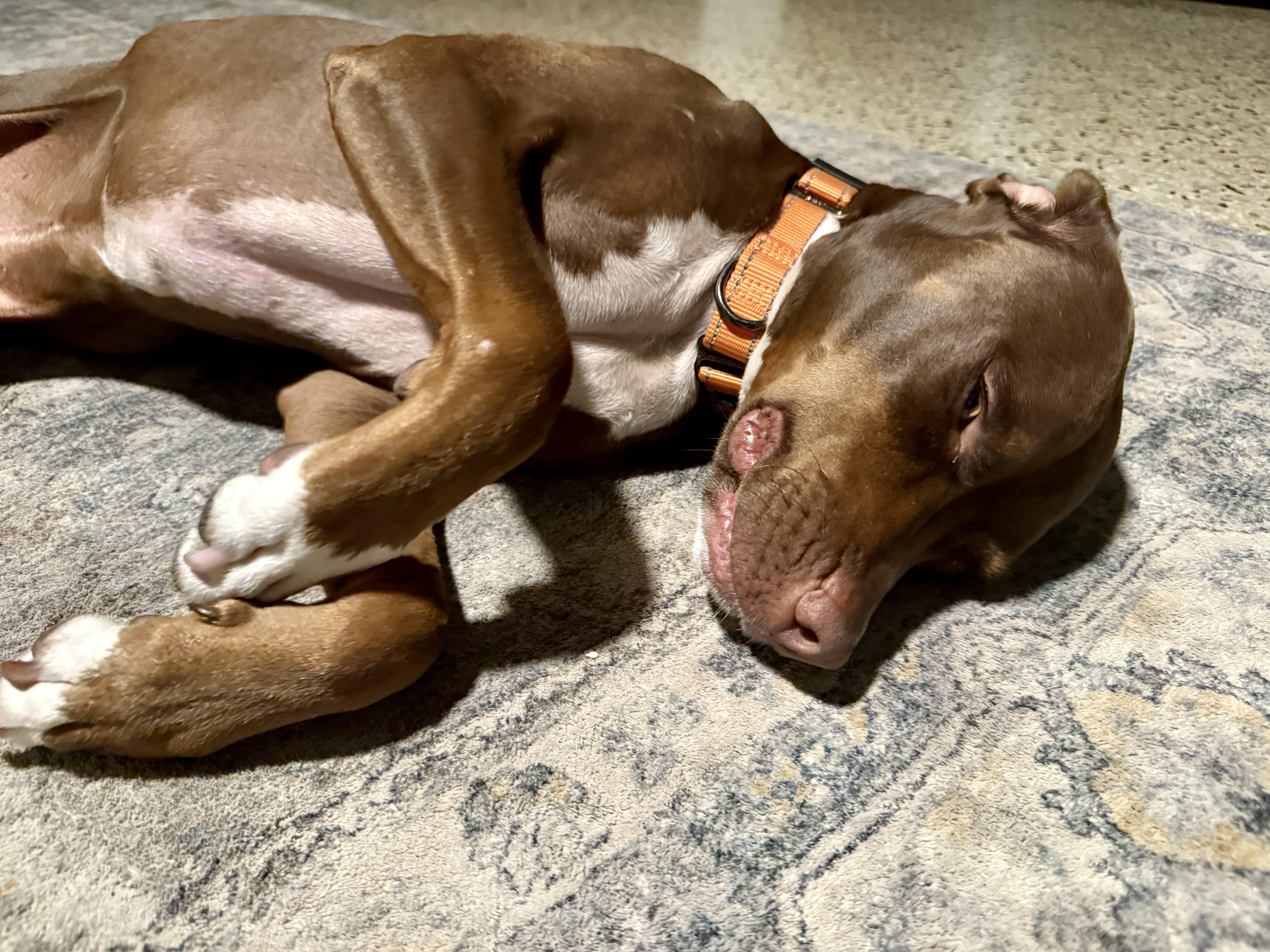 Daisy, a Adoptable mixed breed in Wildwood, FL image 2/5