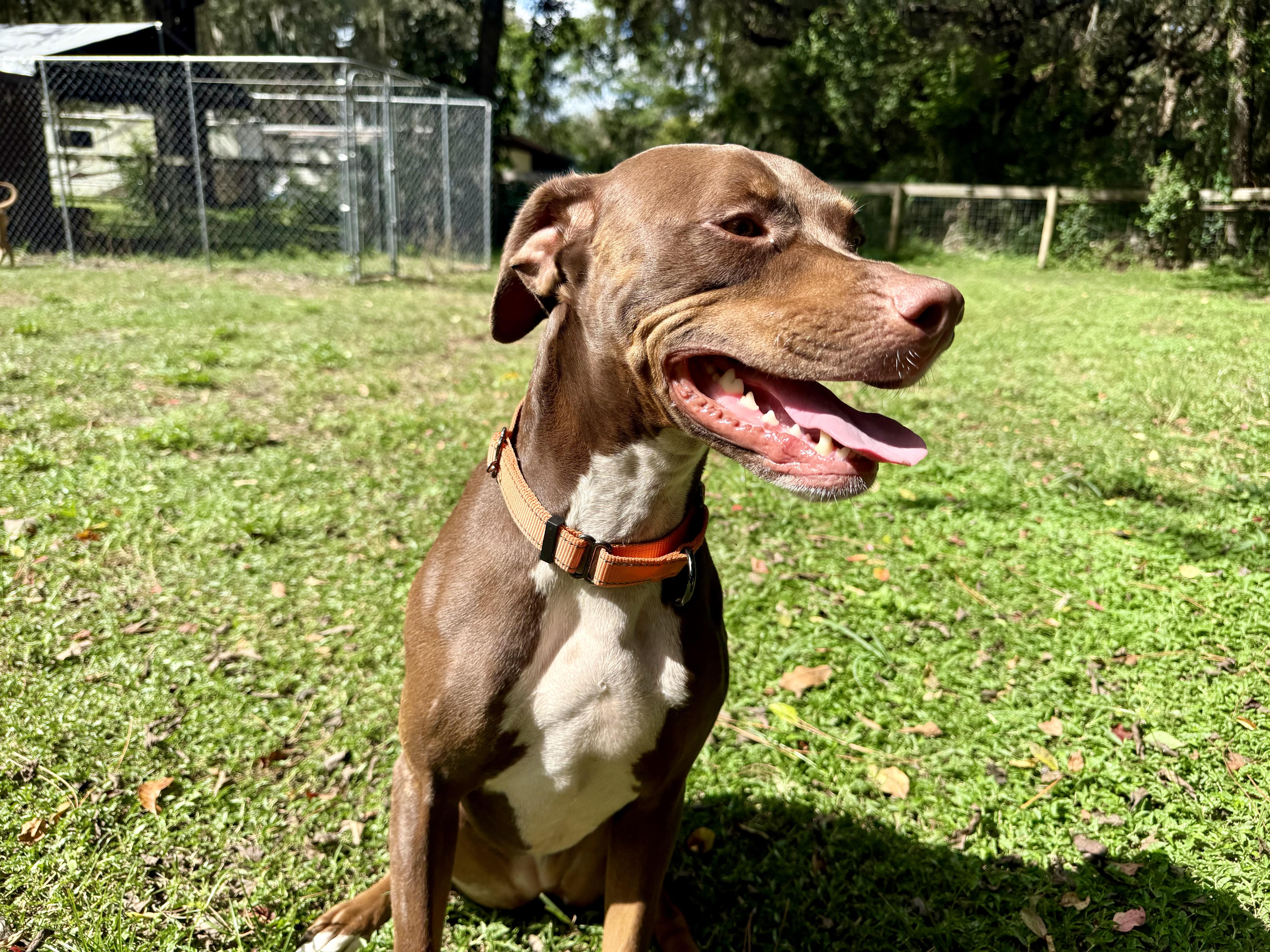 Daisy, Adoptable, Adult Female Mixed Breed.