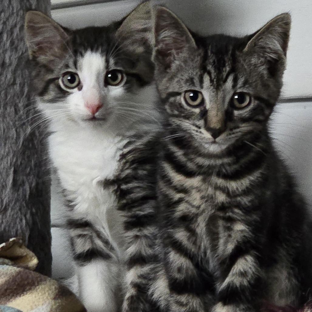John Wayne, Adoptable, Kitten Male Domestic Short Hair.