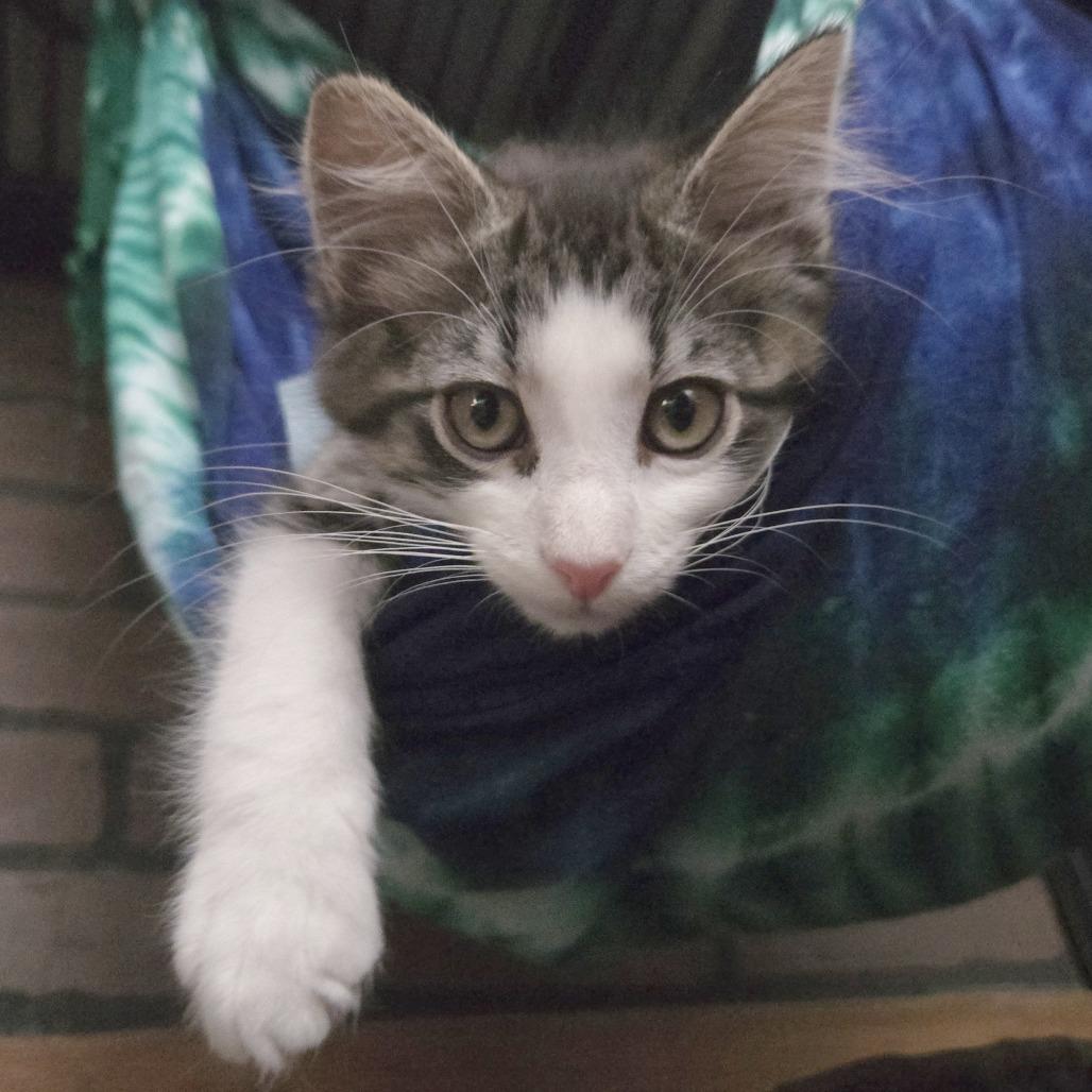 Enlarge John Wayne, a Adoptable Domestic Short Hair in Wichita, KS image 2/5
