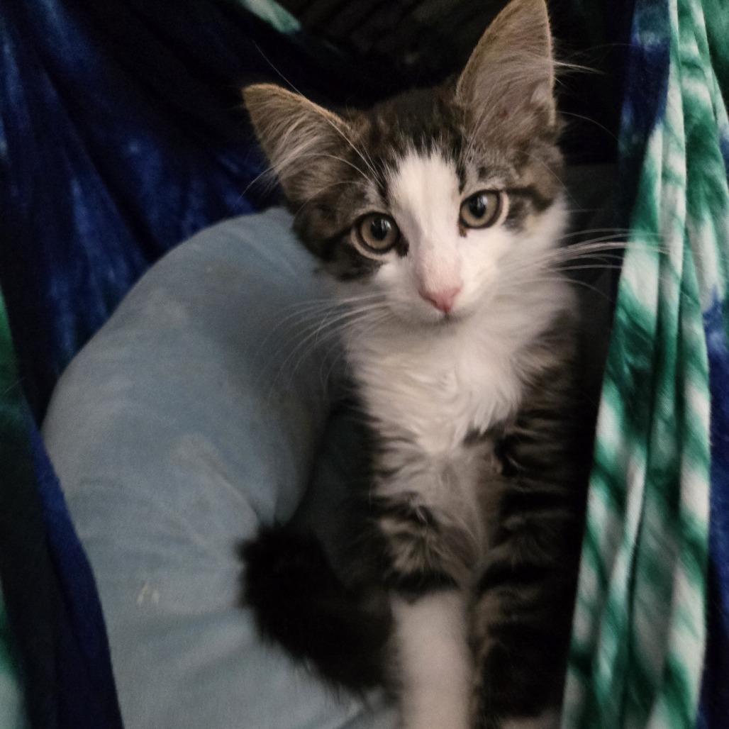Enlarge John Wayne, a Adoptable Domestic Short Hair in Wichita, KS image 3/5