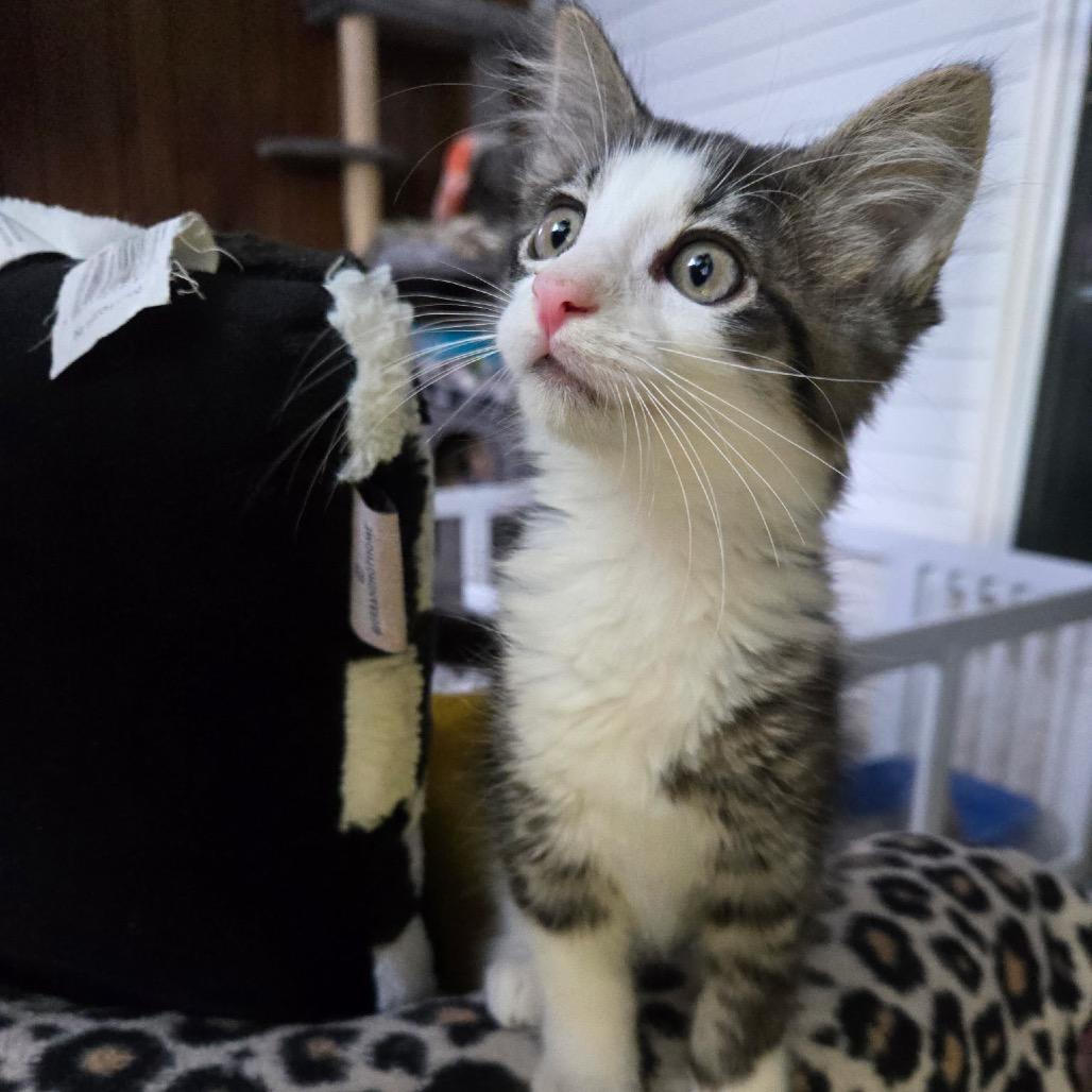 Enlarge John Wayne, a Adoptable Domestic Short Hair in Wichita, KS image 4/5