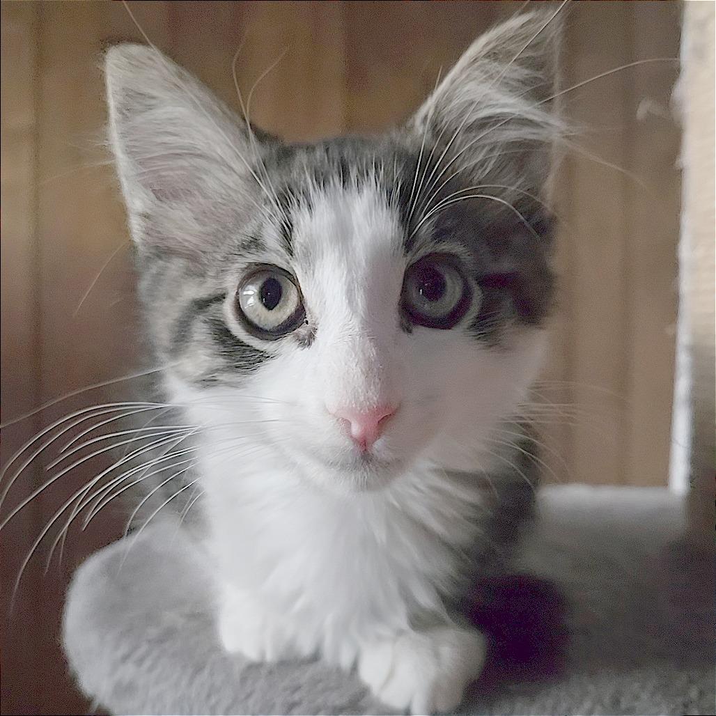 Enlarge John Wayne, a Adoptable Domestic Short Hair in Wichita, KS image 5/5