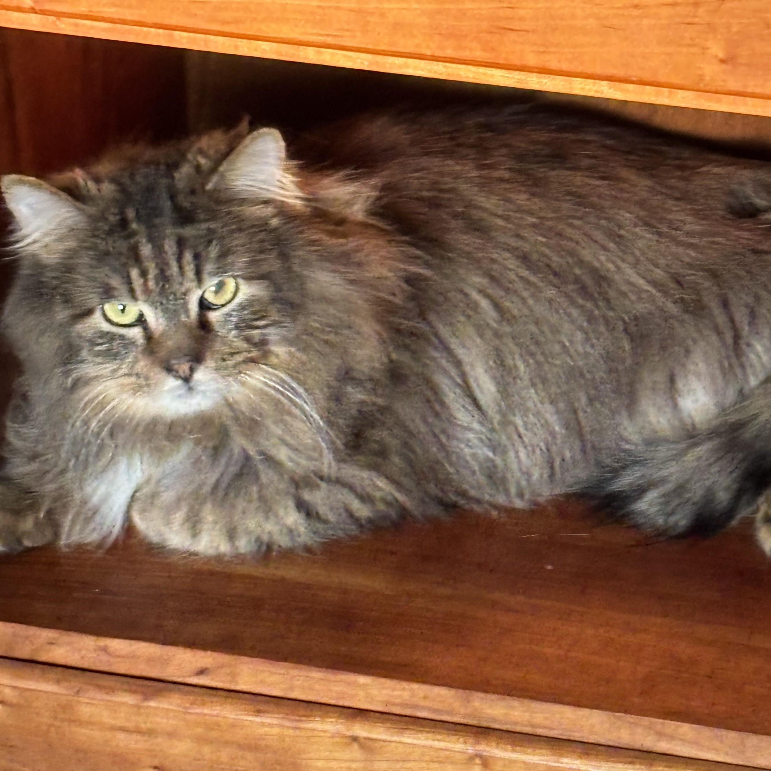 Aslan-Quiet Soul Seeks Loving Patient Heart, a Adoptable mixed breed in Laurel, MD image 5/5