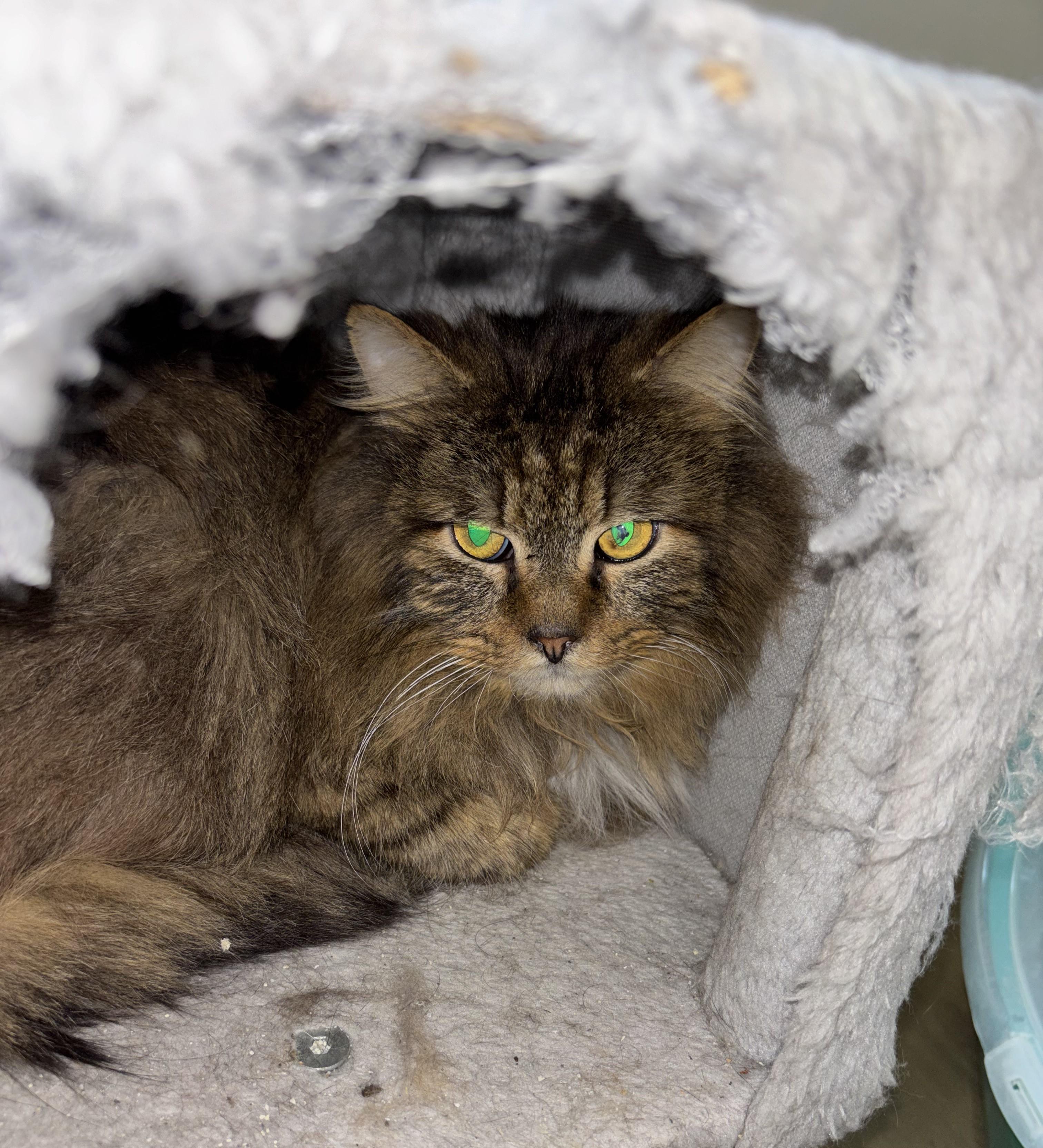 Aslan-Quiet Soul Seeks Loving Patient Heart, a Adoptable mixed breed in Laurel, MD image 4/5