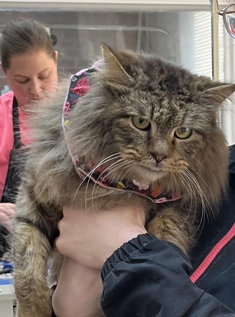 Aslan-Quiet Soul Seeks Loving Patient Heart, a Adoptable mixed breed in Laurel, MD image 3/5