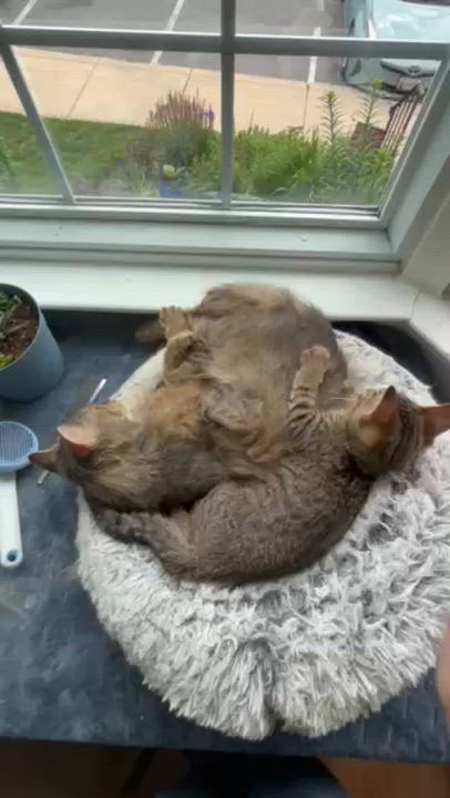 Enlarge Aslan-Quiet Soul Seeks Loving Patient Heart, an adoptable mixed breed in Laurel, MD video 5/5