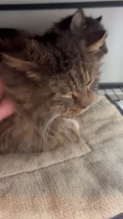 Enlarge Aslan-Quiet Soul Seeks Loving Patient Heart, a Adoptable mixed breed in Laurel, MD video 2/5