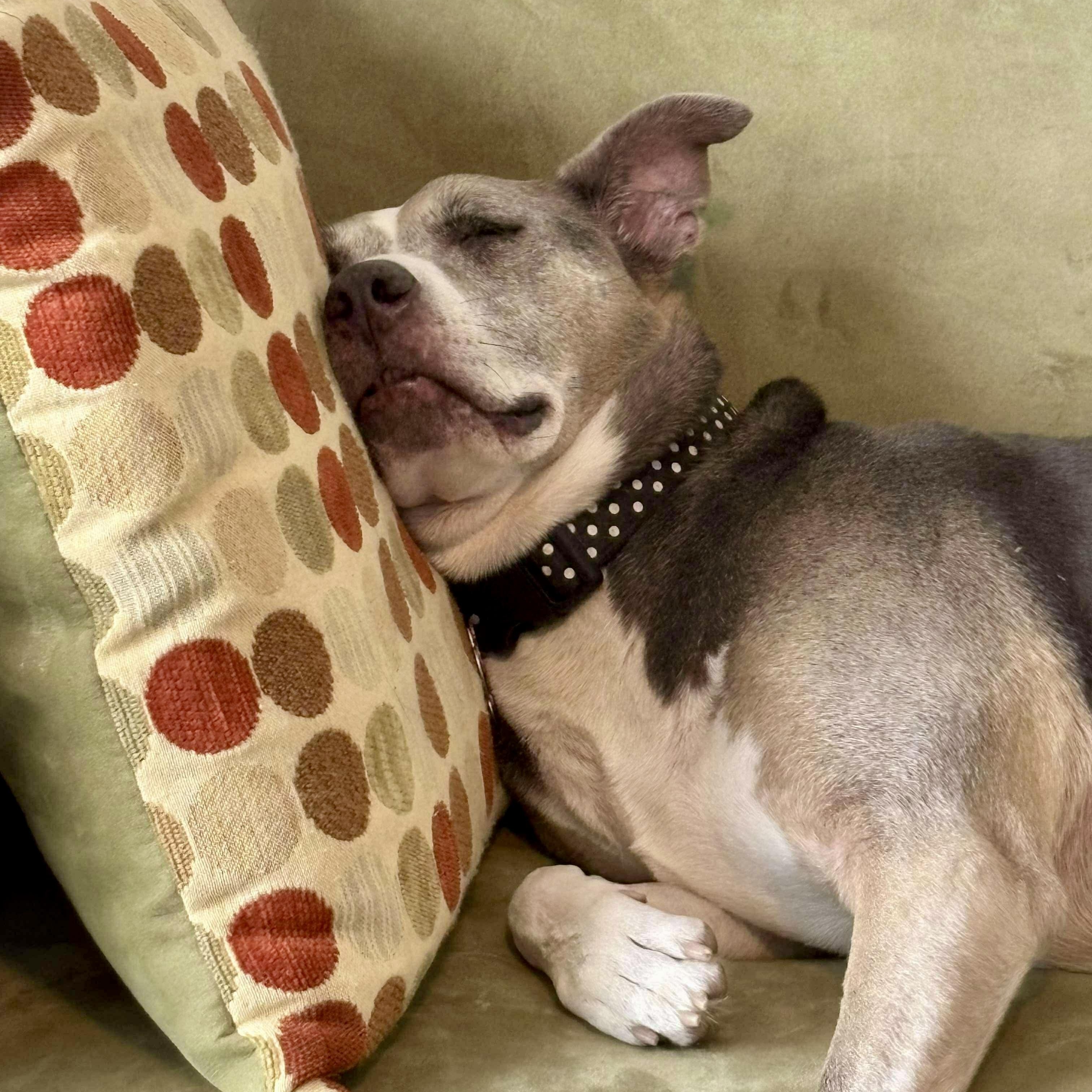 Enlarge Molly, a Adoptable mixed breed in O'Fallon, MO image 4/6