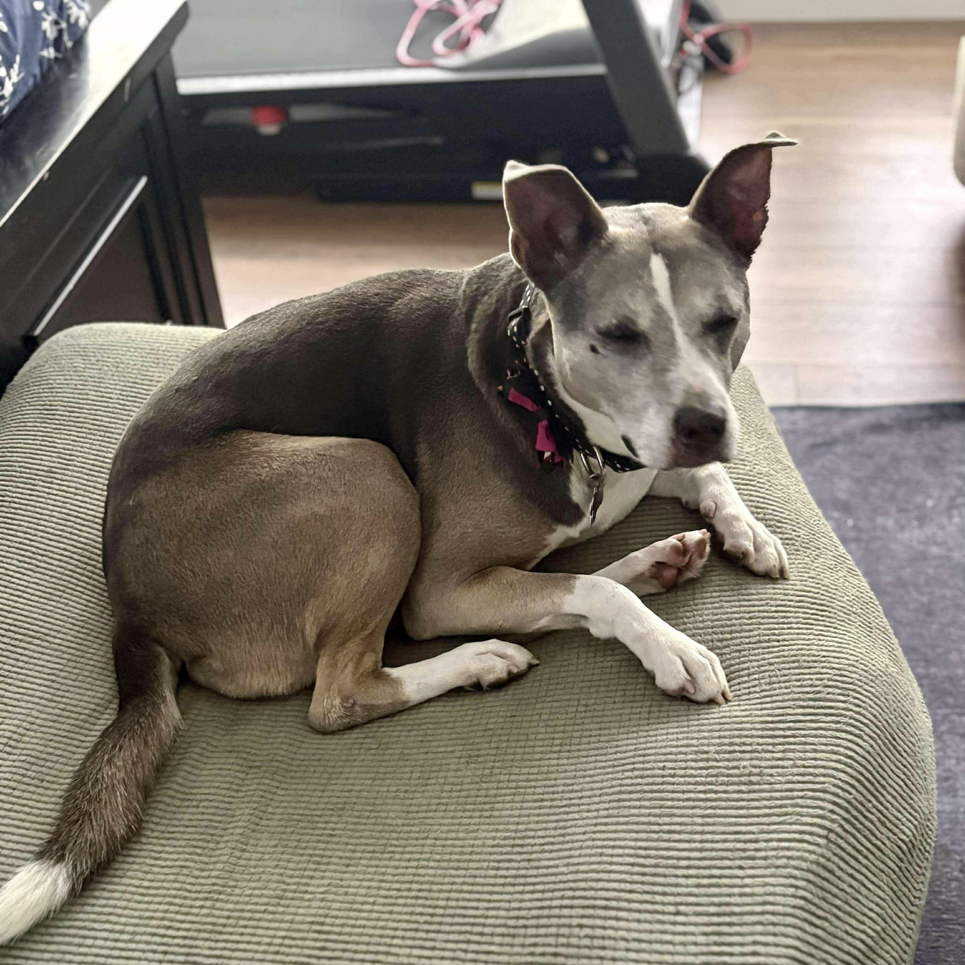 Enlarge Molly, a Adoptable mixed breed in O'Fallon, MO image 5/6