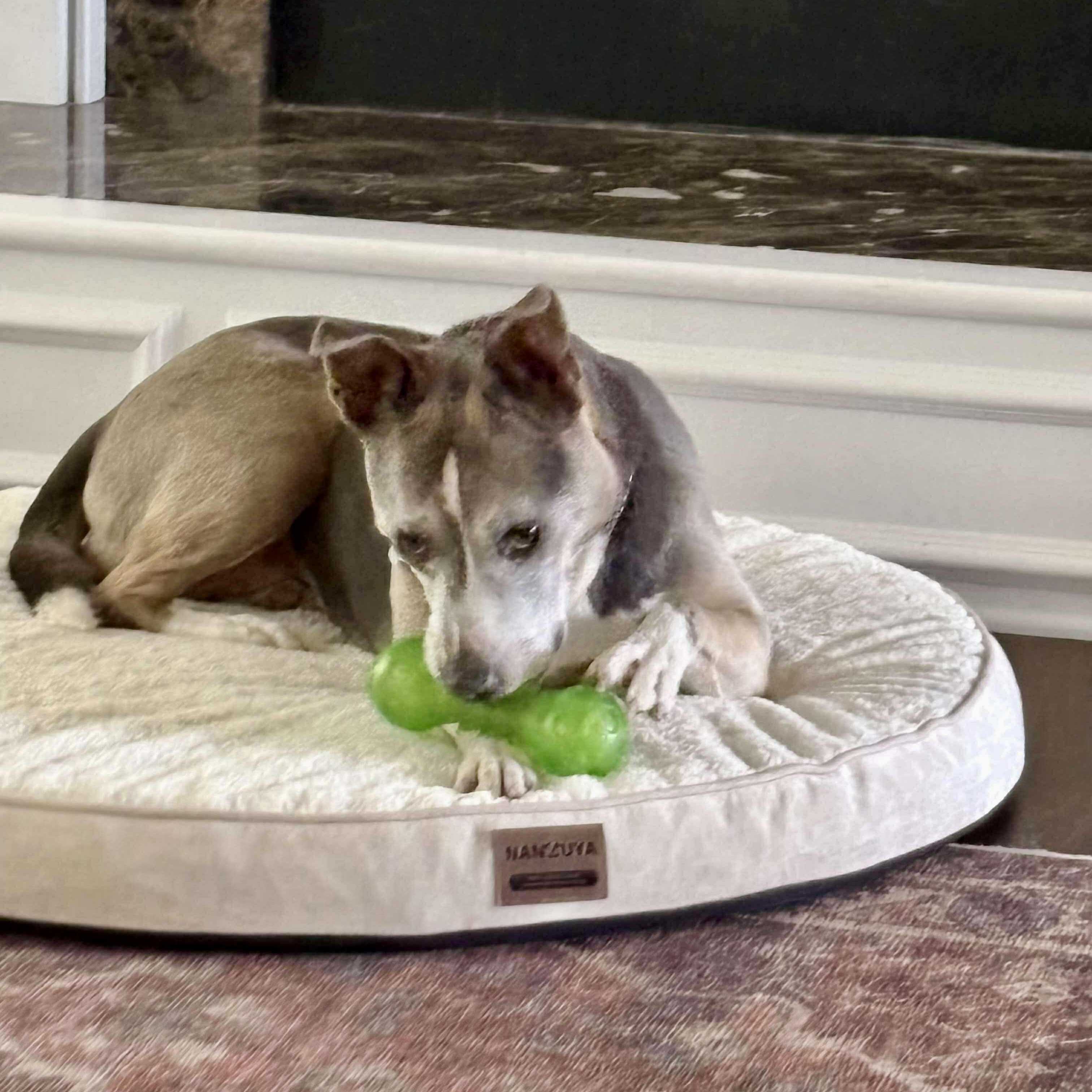 Enlarge Molly, a Adoptable mixed breed in O'Fallon, MO image 2/6