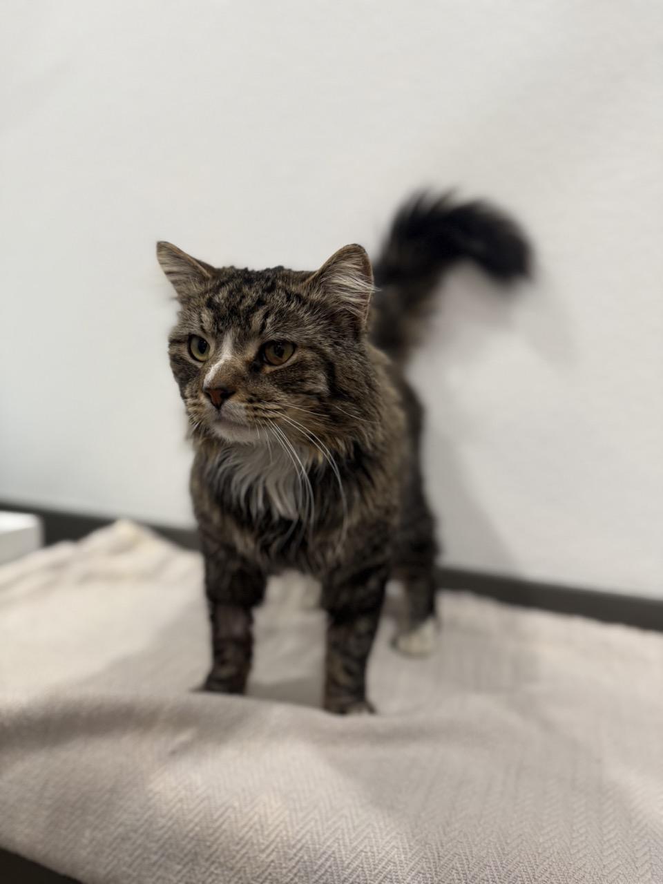 Enlarge Ralphie, a ADOPTABLE Domestic Medium Hair in Las Vegas, NV image 2/3