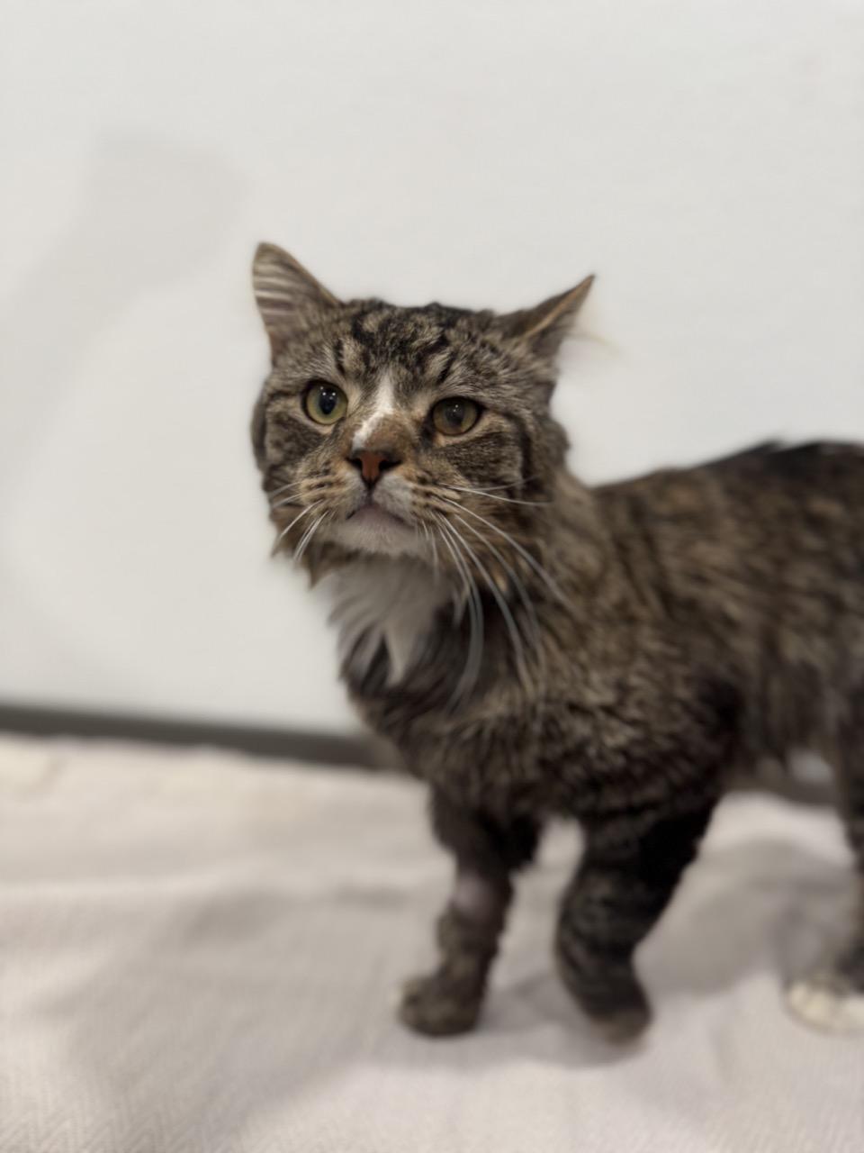 Enlarge Ralphie, a ADOPTABLE Domestic Medium Hair in Las Vegas, NV image 1/3