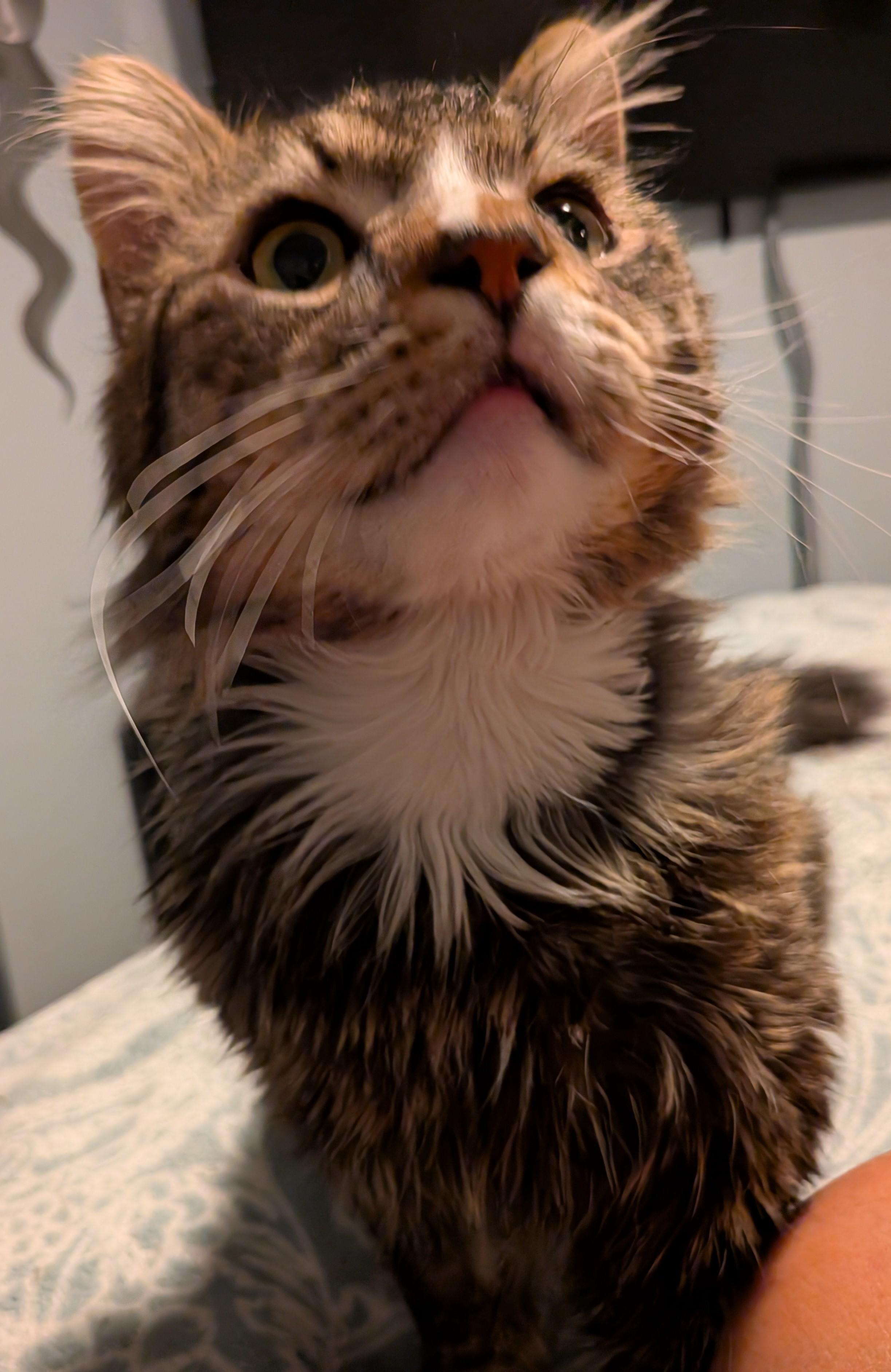 Enlarge Ralphie, a ADOPTABLE Domestic Medium Hair in Las Vegas, NV image 1/4