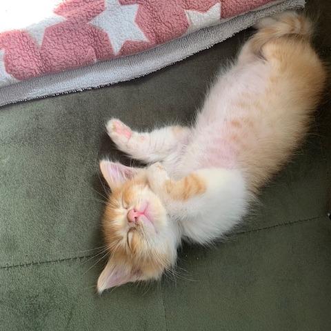 Malcolm, Adoptable, Kitten Male Domestic Short Hair.