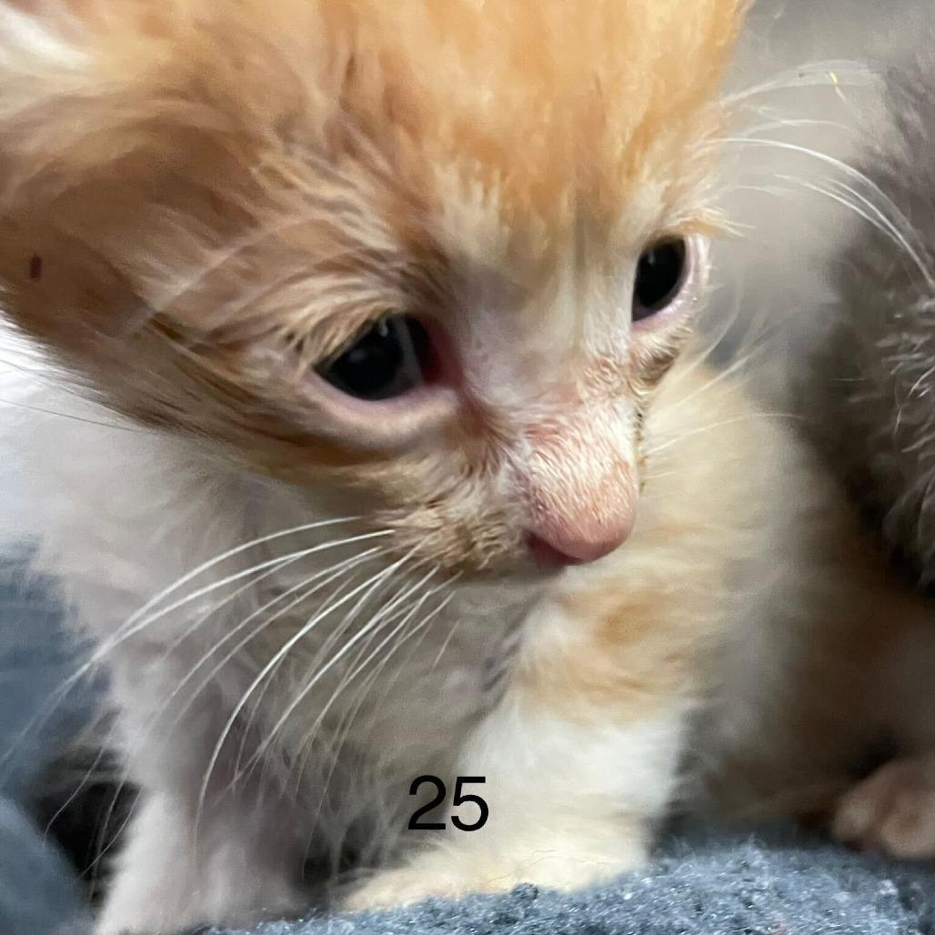 Malcolm, a Adoptable Domestic Short Hair in Washougal, WA image 2/2