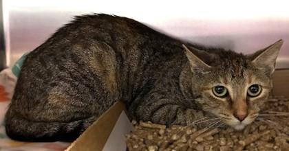 Zora, Adoptable, Young Female Domestic Short Hair & Domestic Short Hair.