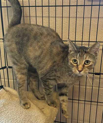 Enlarge Zora, a Adoptable mixed breed in New Albany, IN image 2/2