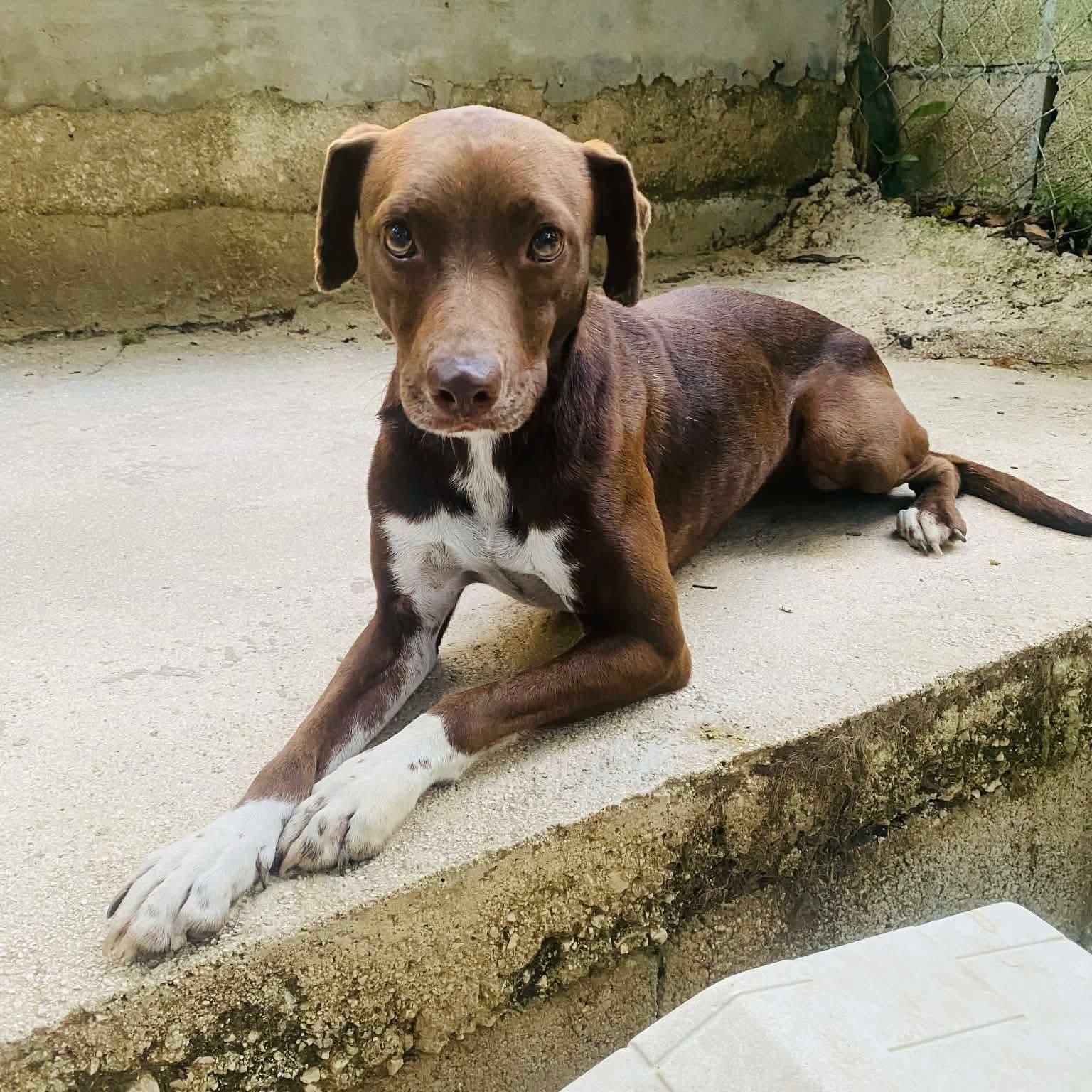 Enlarge EVE, a Adopted mixed breed in Villalba, PR image 1/6