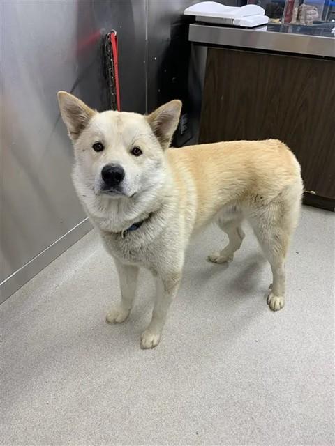 TOM, Adoptable, Young Male Alaskan Malamute & Great Pyrenees.