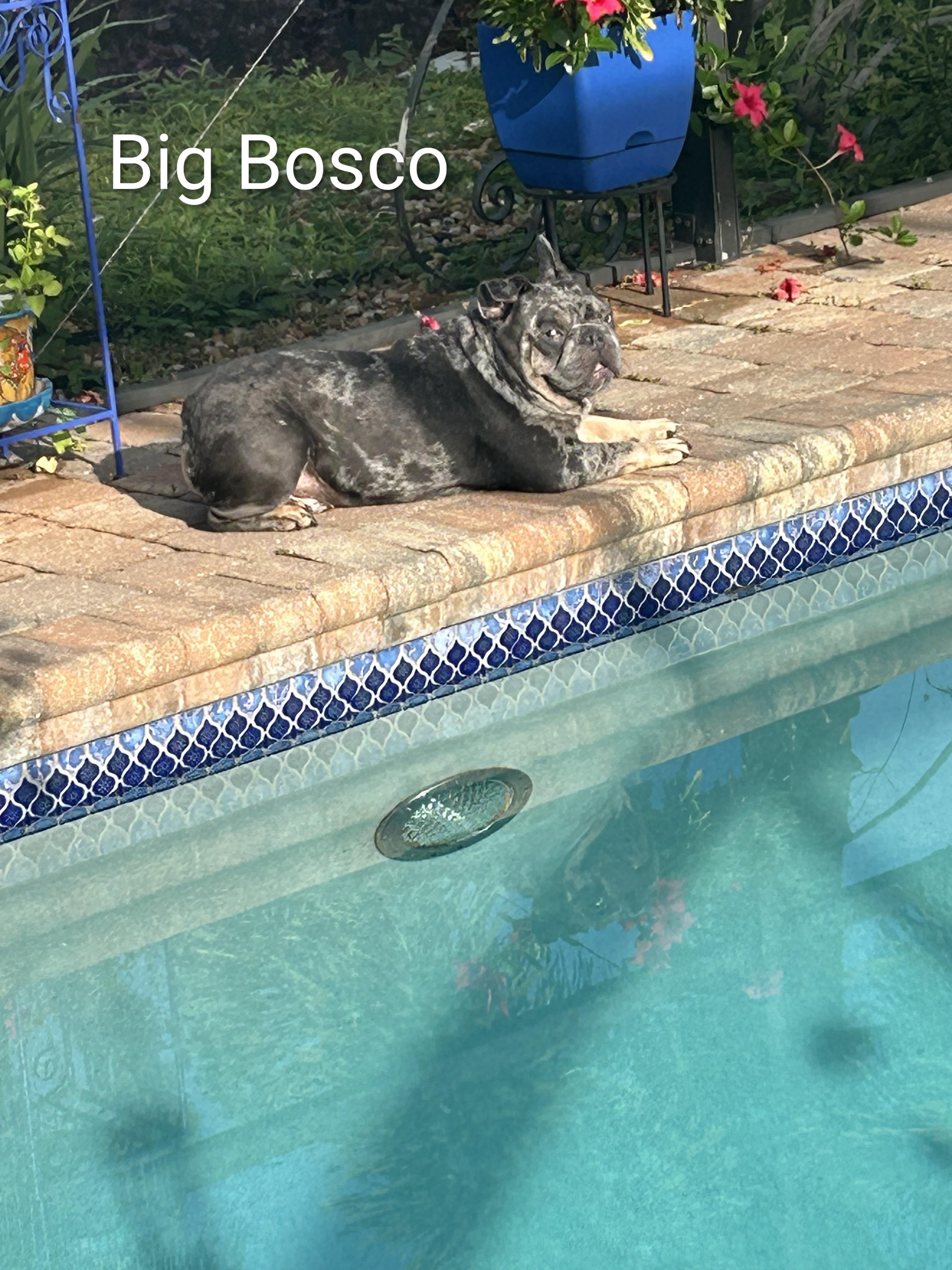 Enlarge Big Bosco, a Adoptable French Bulldog in Cape Coral, FL image 2/3