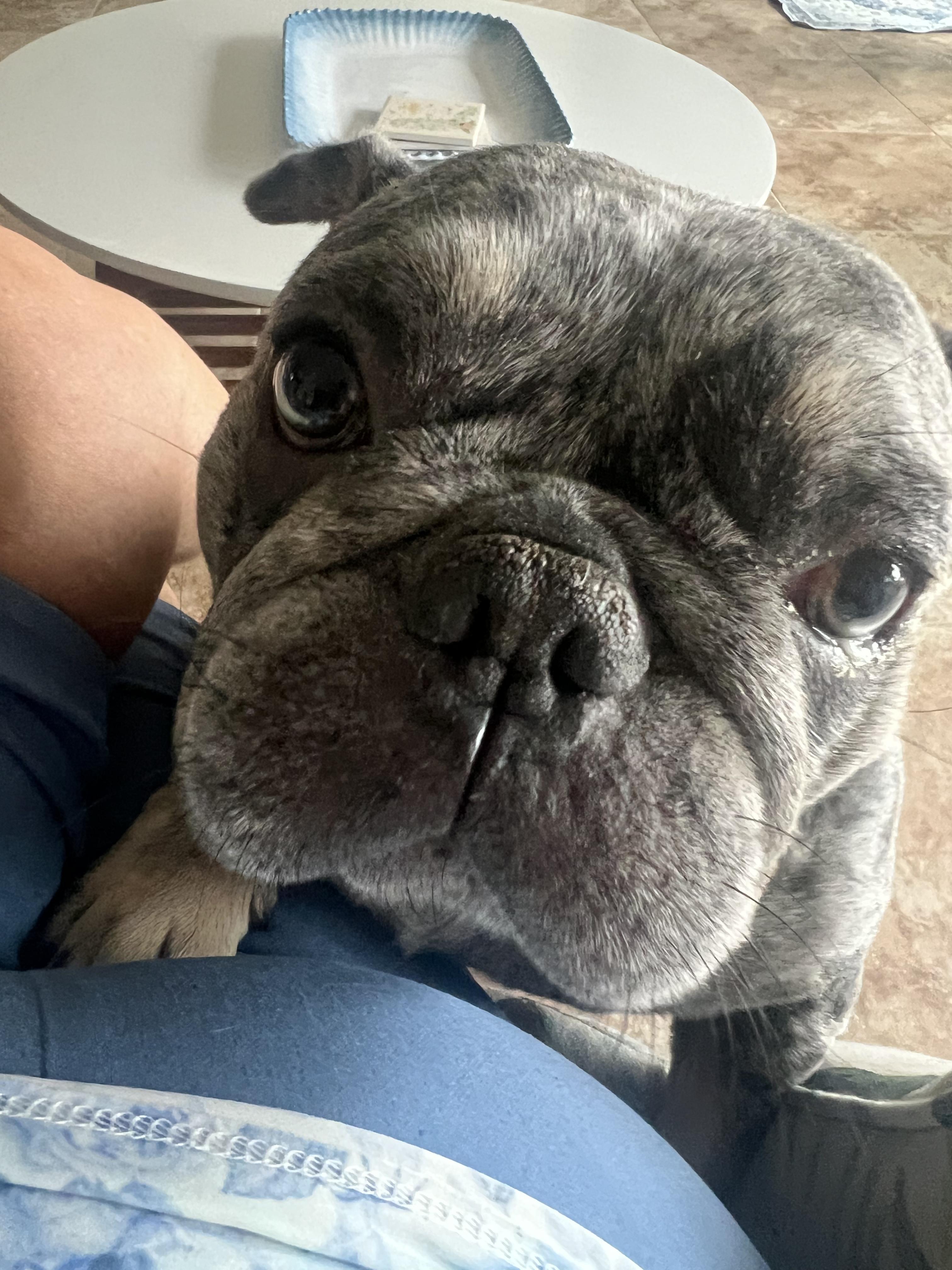 Enlarge Big Bosco, a Adoptable French Bulldog in Cape Coral, FL image 3/3