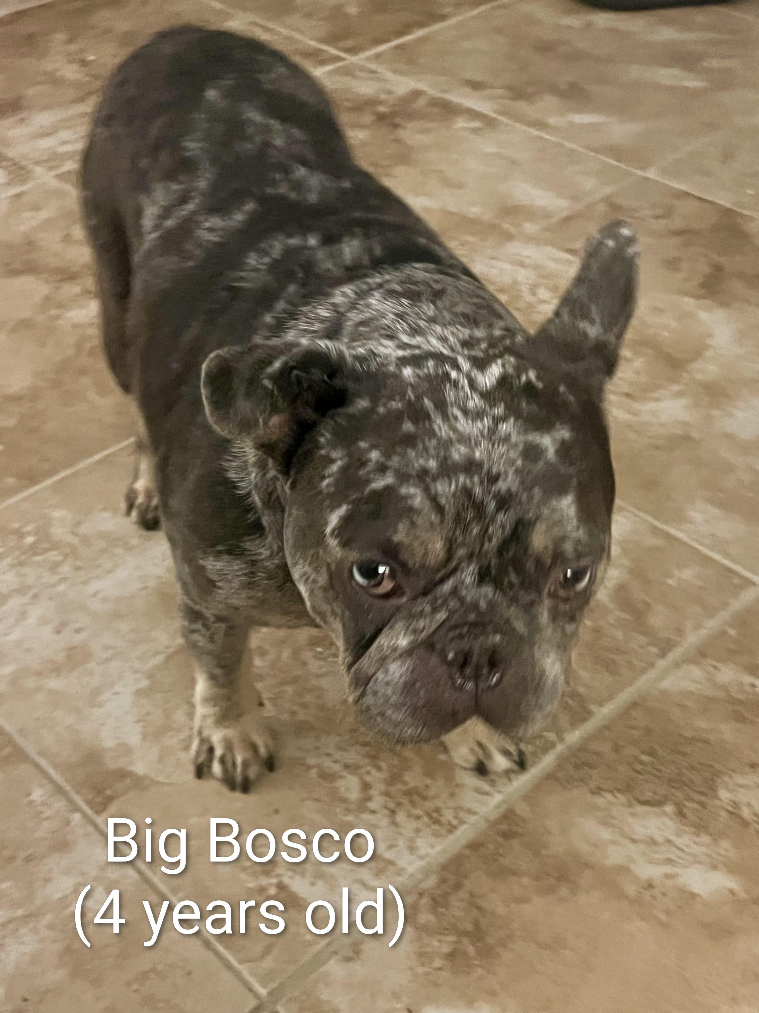 Big Bosco, Adoptable, Adult Male French Bulldog.